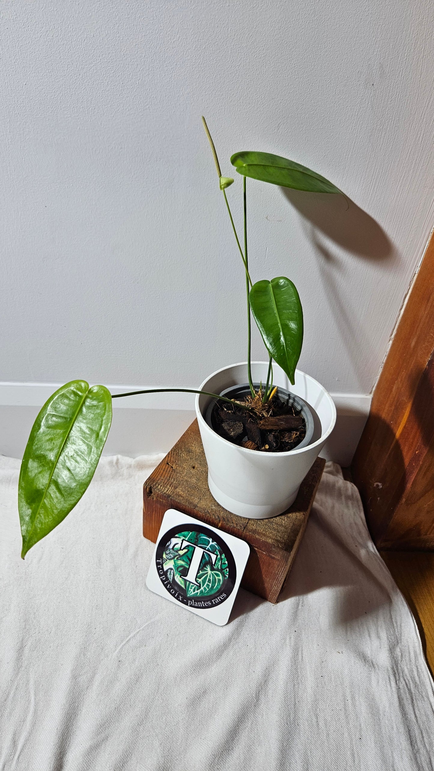 Anthurium Timplowmanii "format MOYEN" (ANT-482)