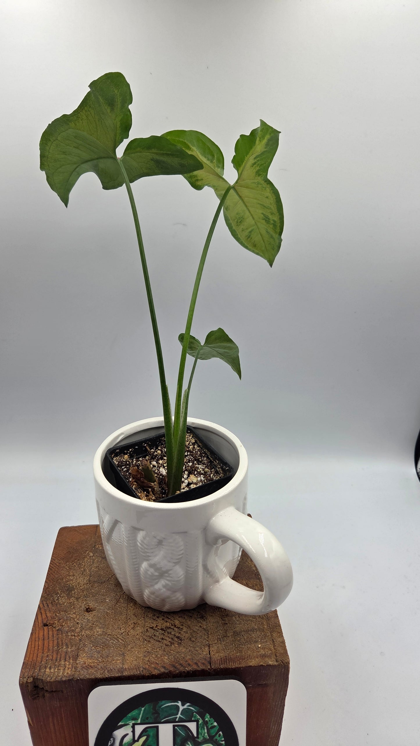 Syngonium Black Pink (SYN-526)