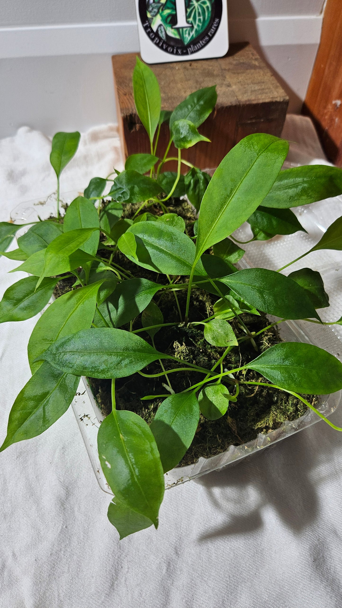 Anthurium Gracile "format SEEDLING"