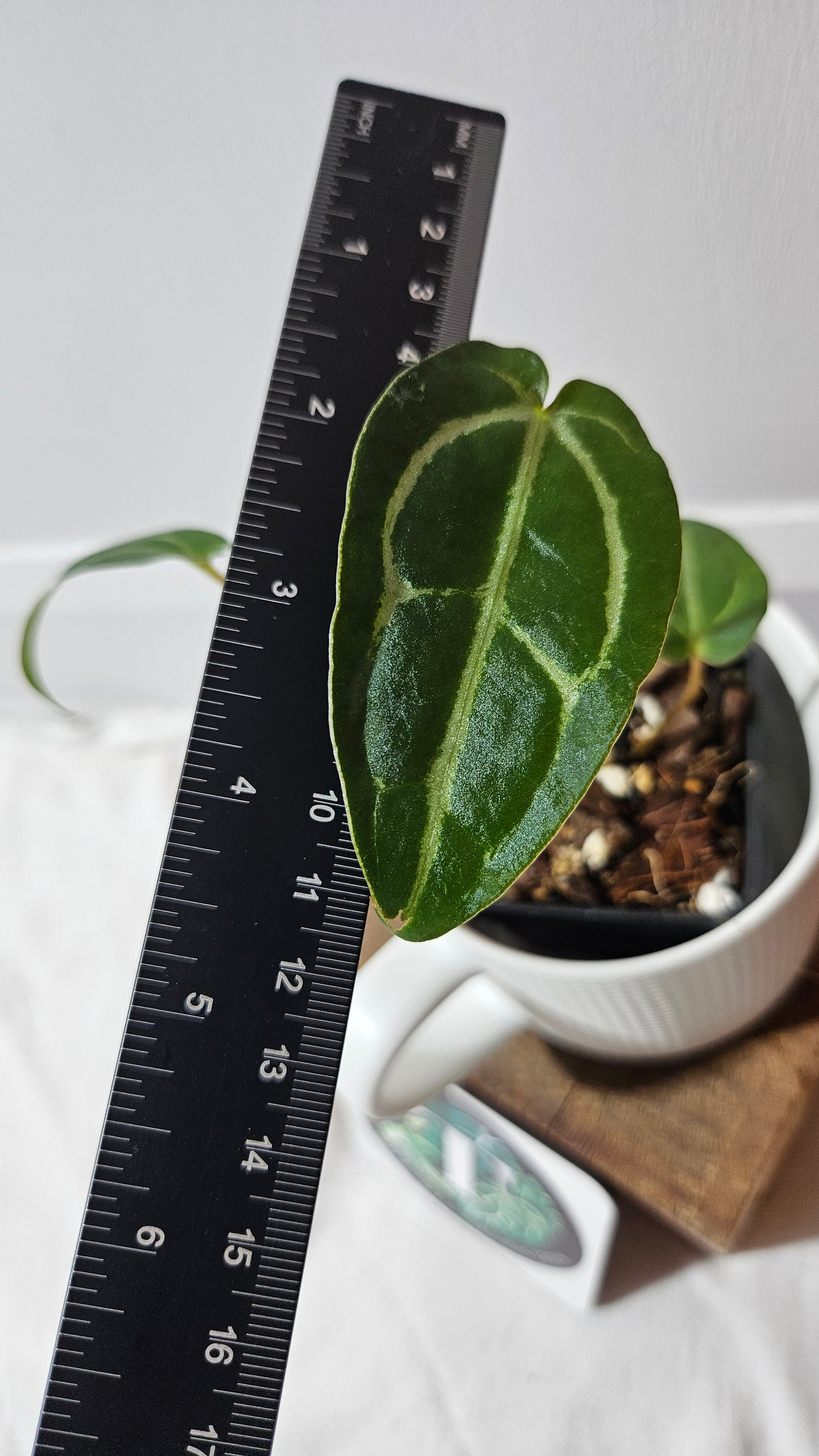 Anthurium Forgetii X Carlablackiae "format PETIT" (ANT-632)