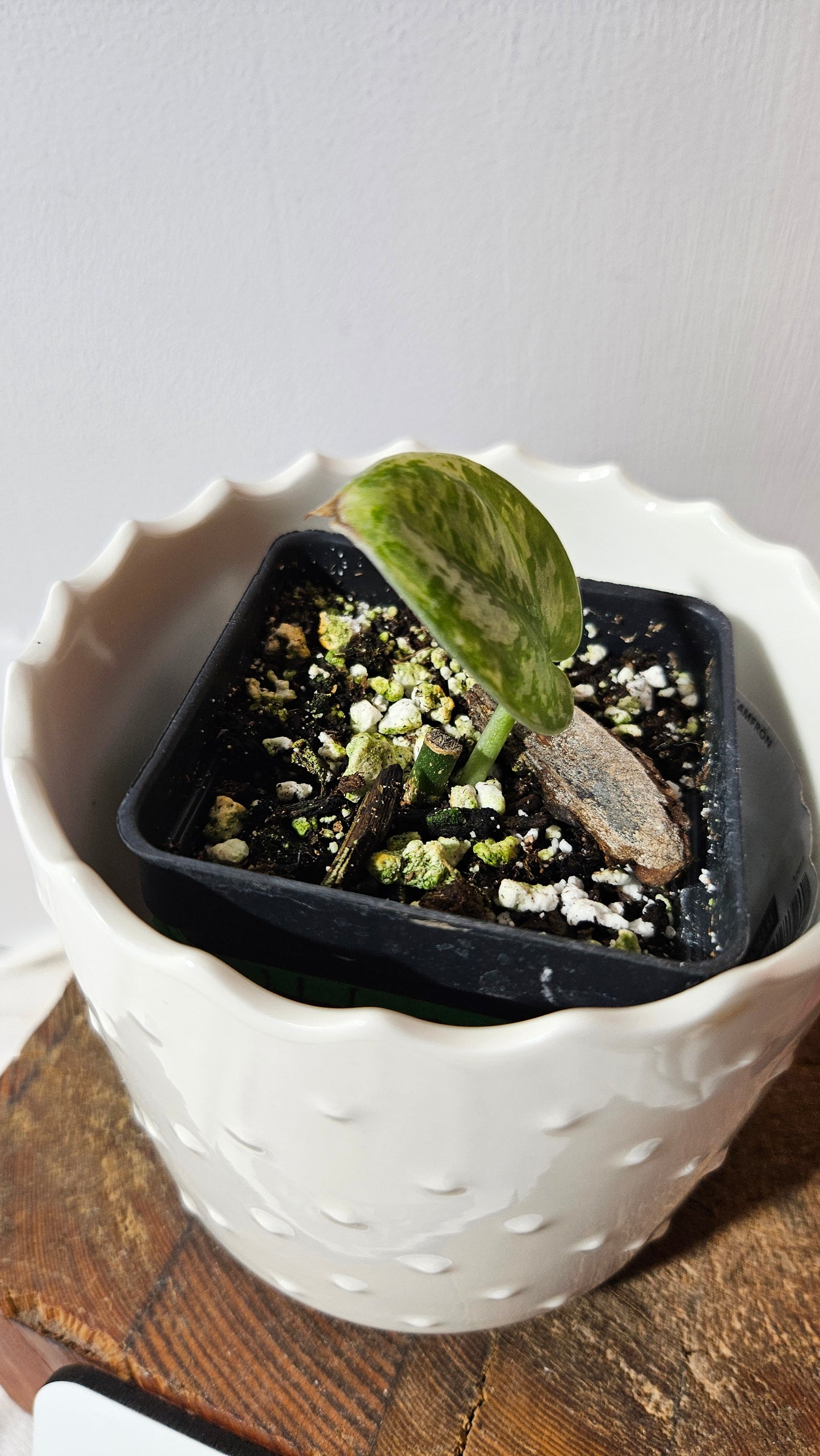 Scindapsus Hologram (SCI-1046)