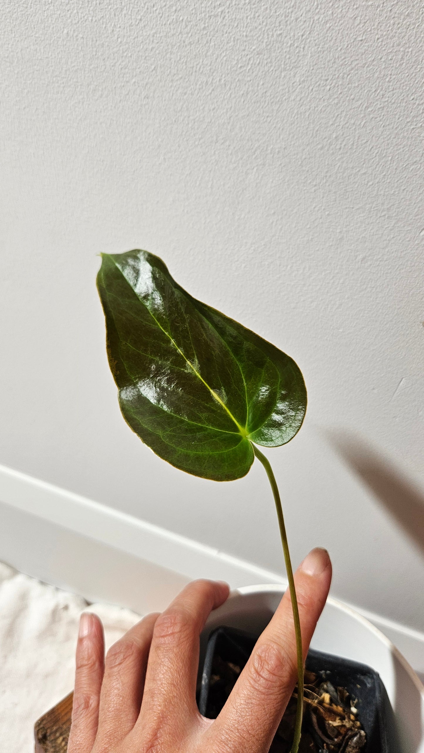 Anthurium Modeanum "format MOYEN" (ANT-495)