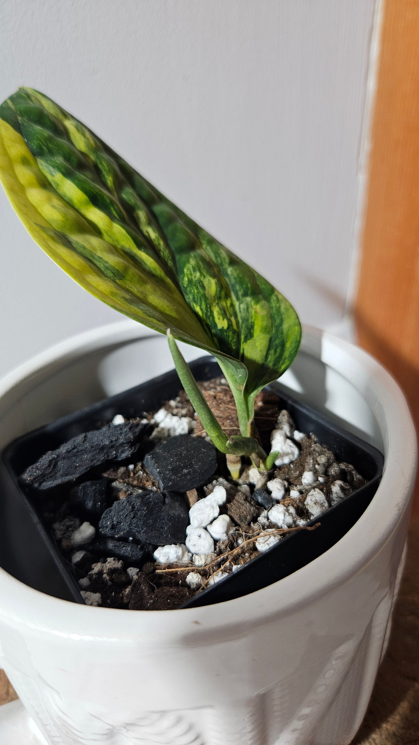 Monstera Karstenianum/Peru Variegata (MON-467)