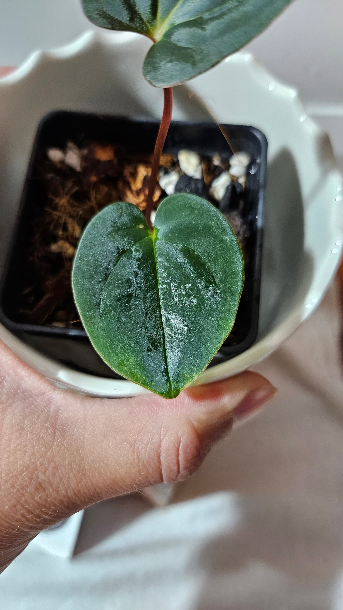 Anthurium Papillilaminum (d'équateur) "format PETIT" (ANT-505)