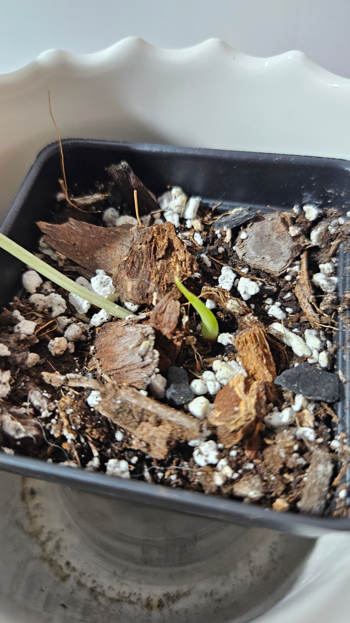 Philodendron Hederaceum Rio (PHI-805)
