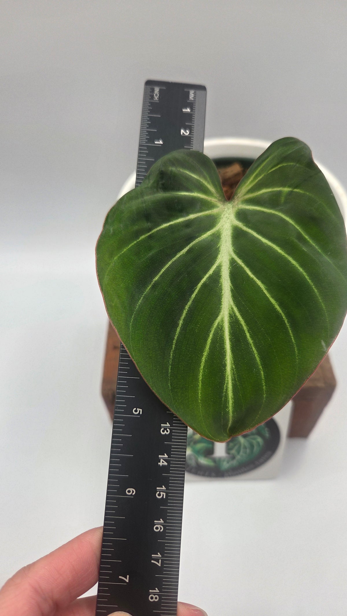 Philodendron Gloriosum Radiante (PHI-1094)