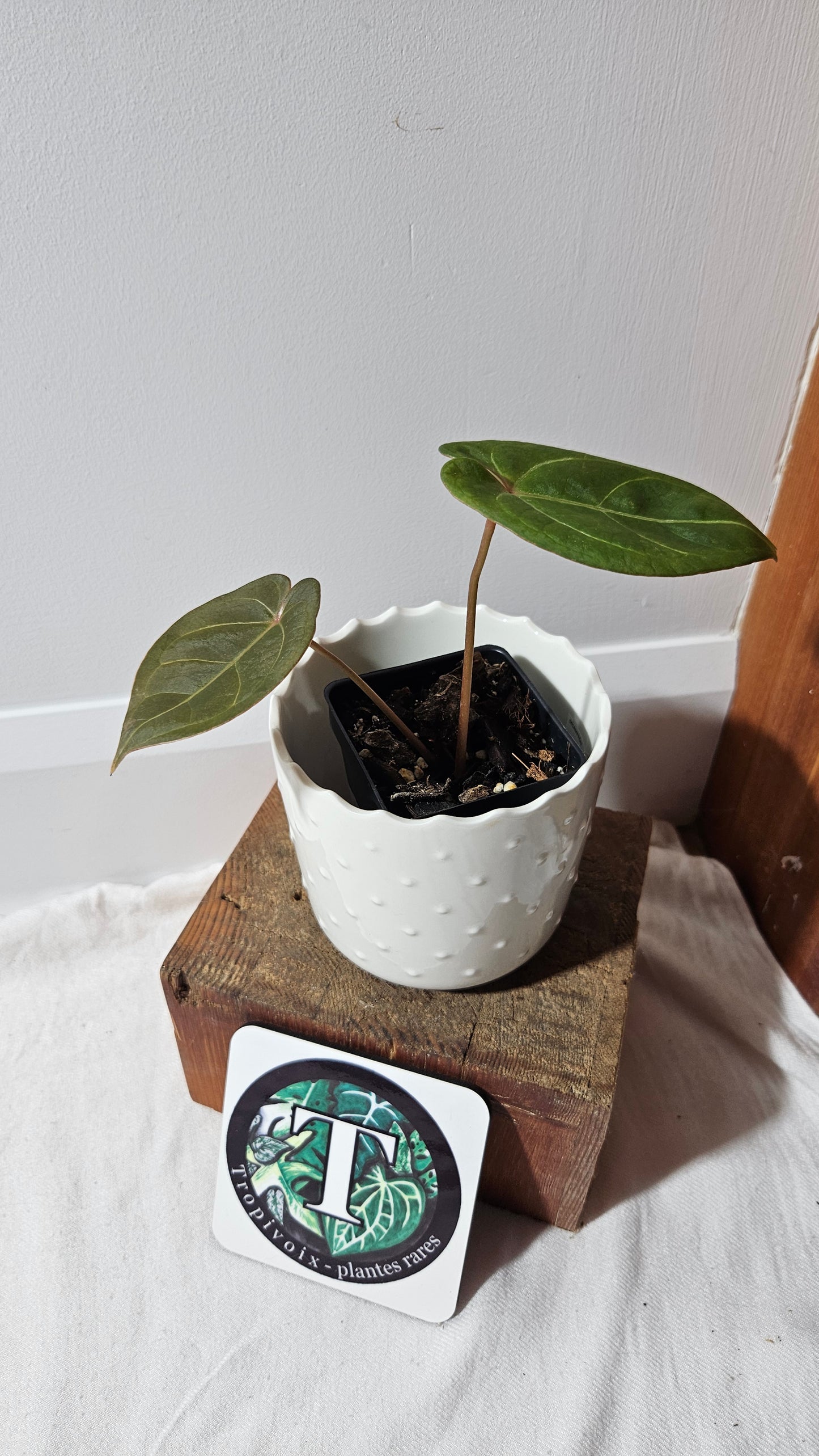 Anthurium Hoffmanii Red Dot (ANT-468)