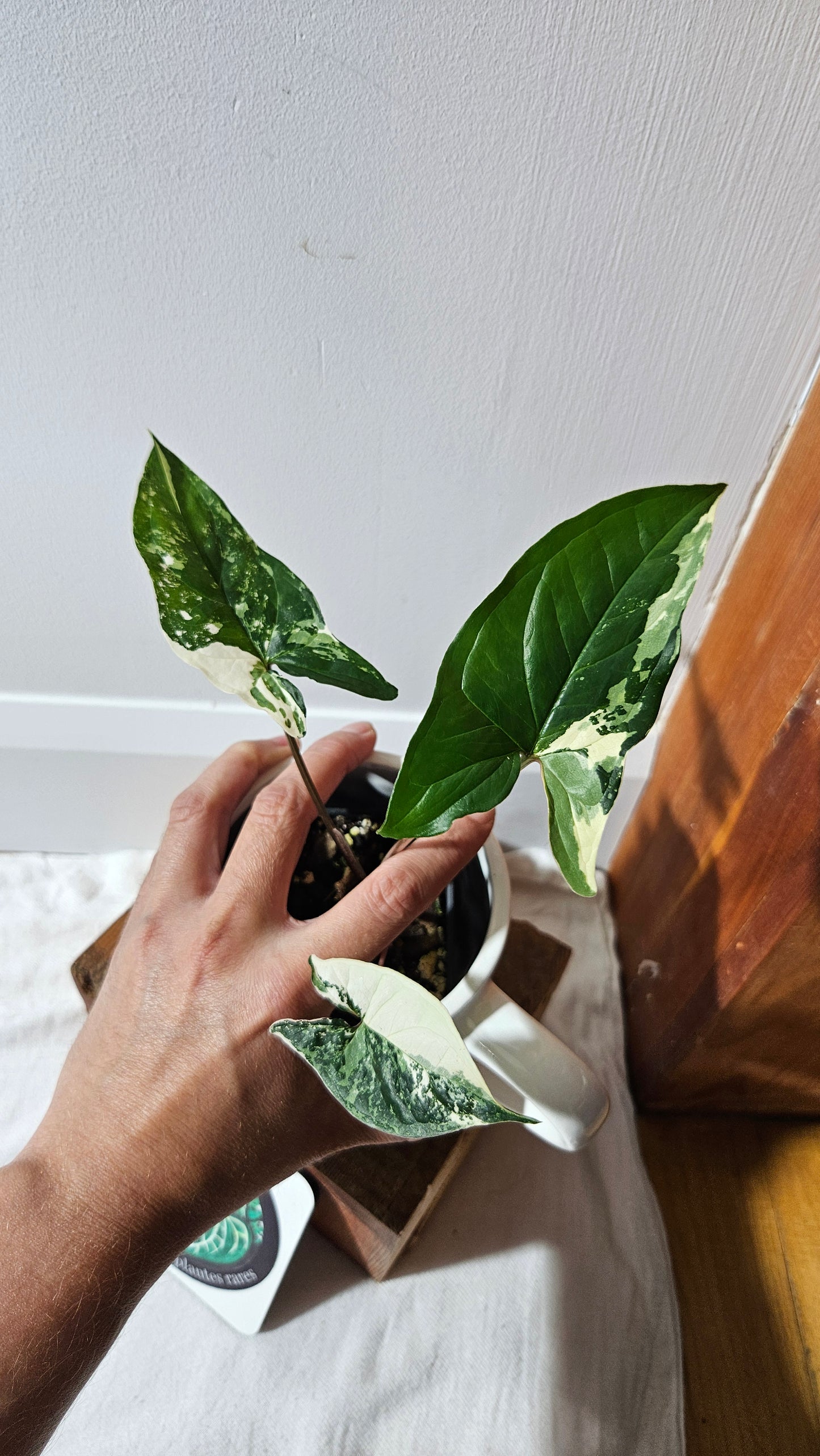 Syngonium Albo (SYN-471)