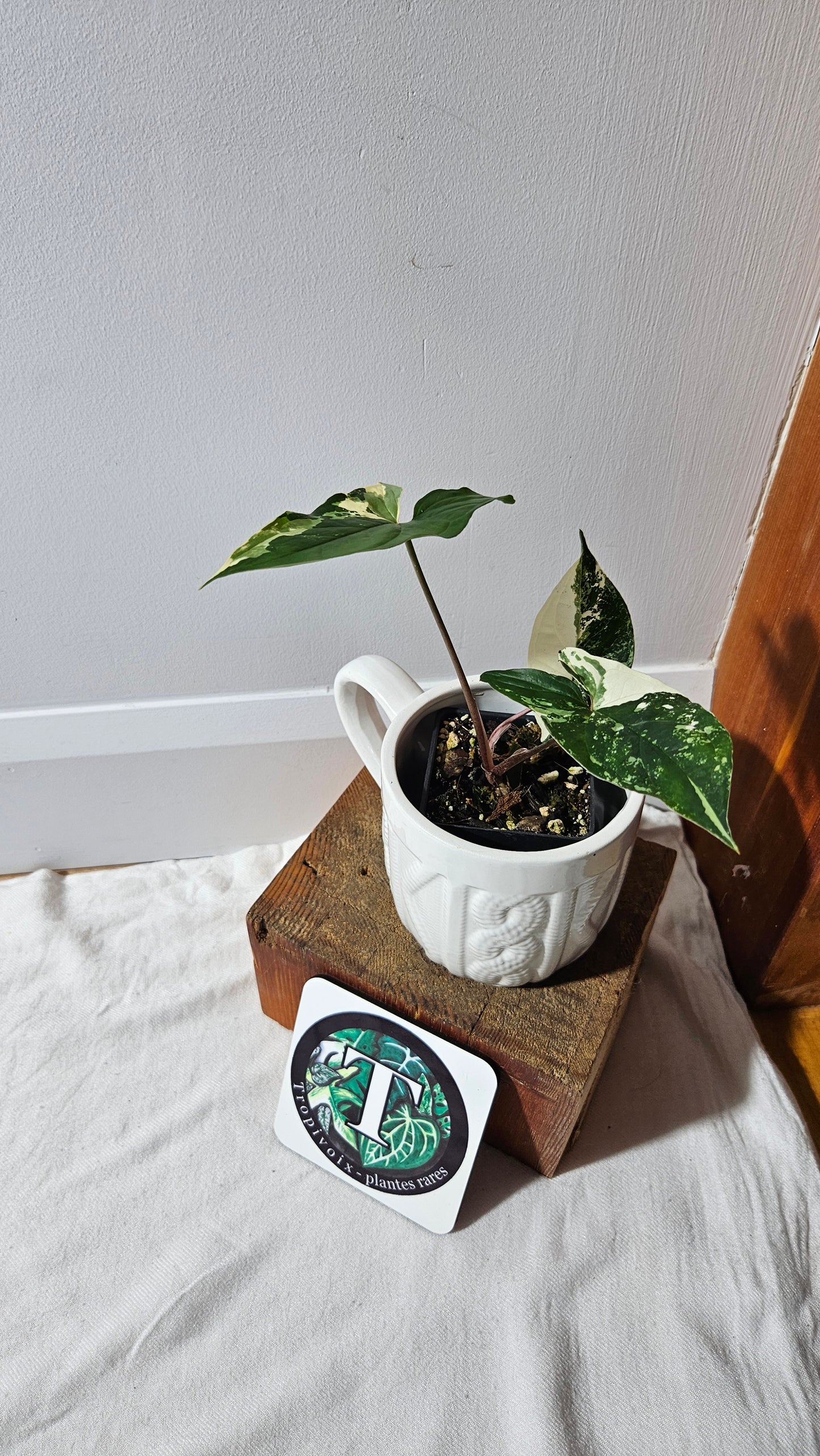 Syngonium Albo (SYN-471)