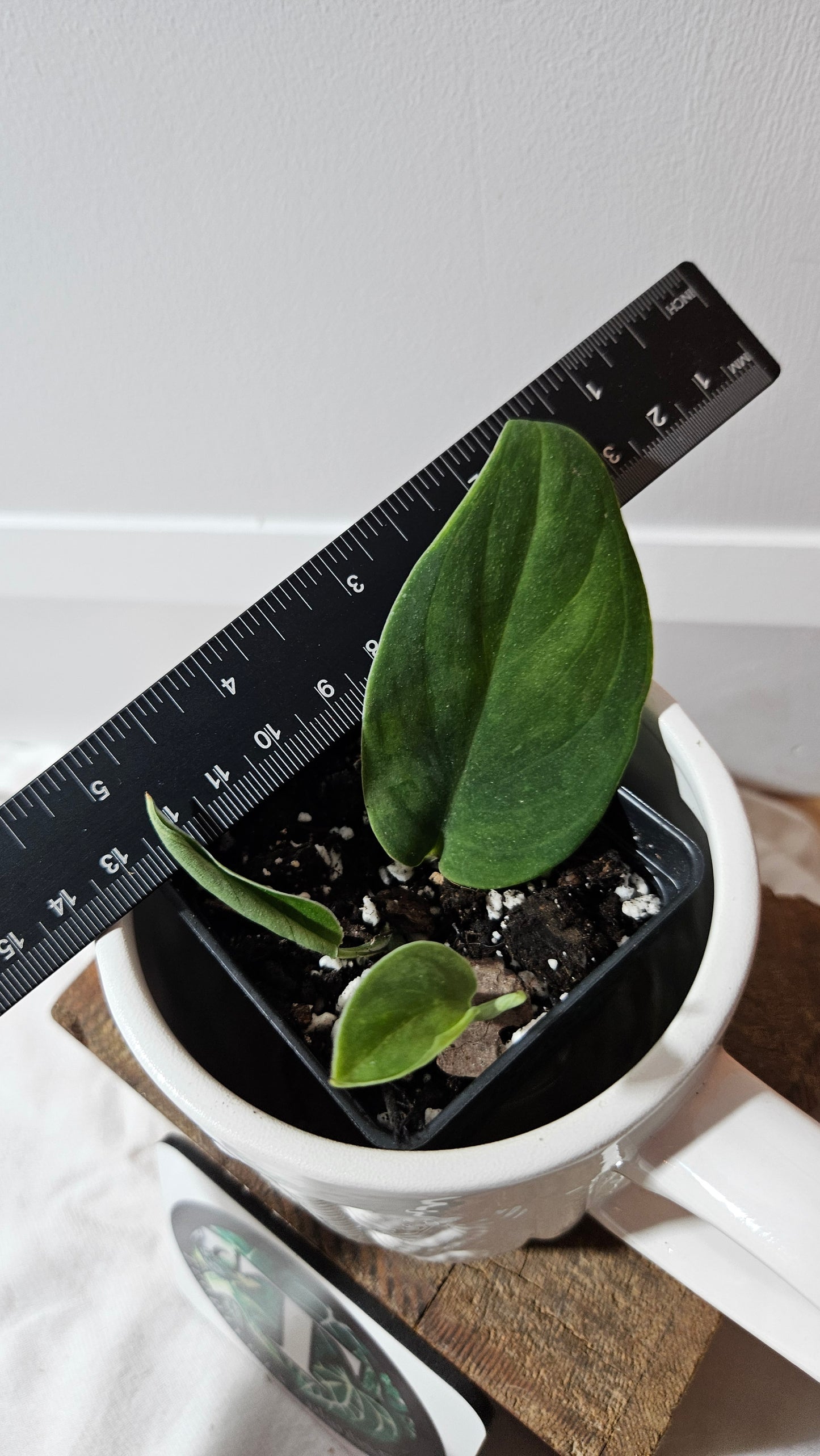 Scindapsus Blurik (SCI-1296)