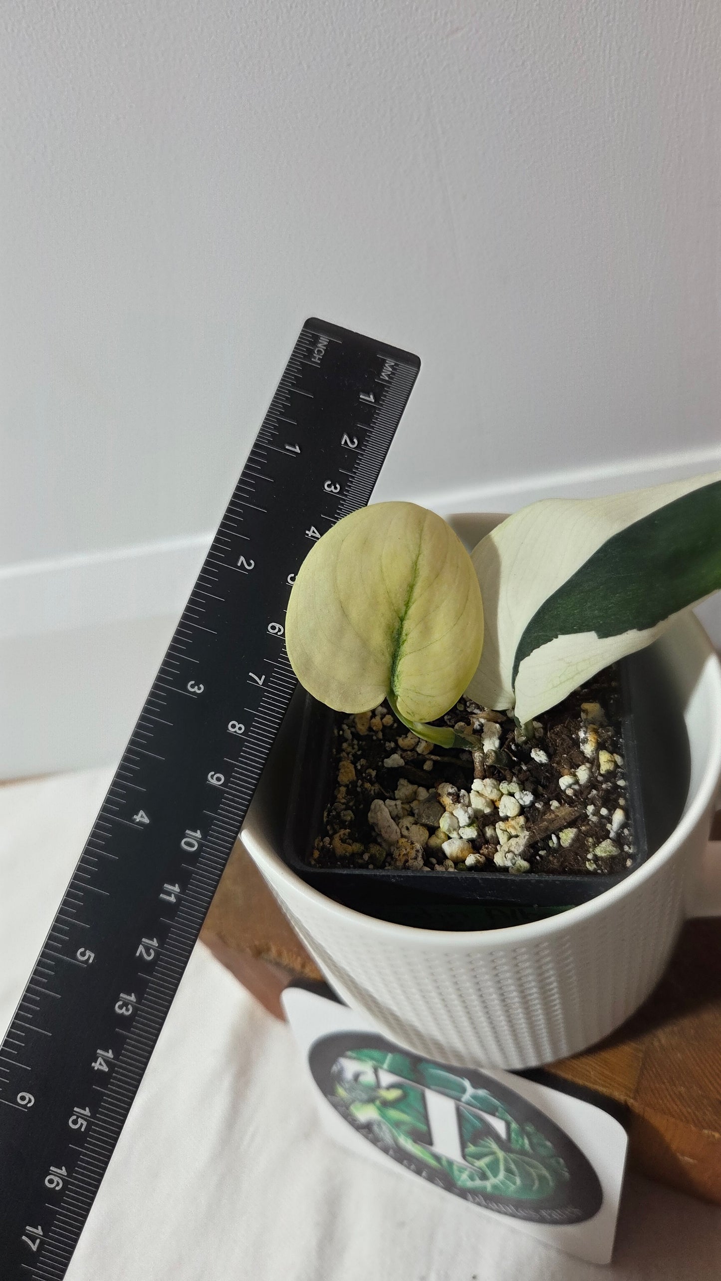 Scindapsus dark Satin Albo (SCI-1421)
