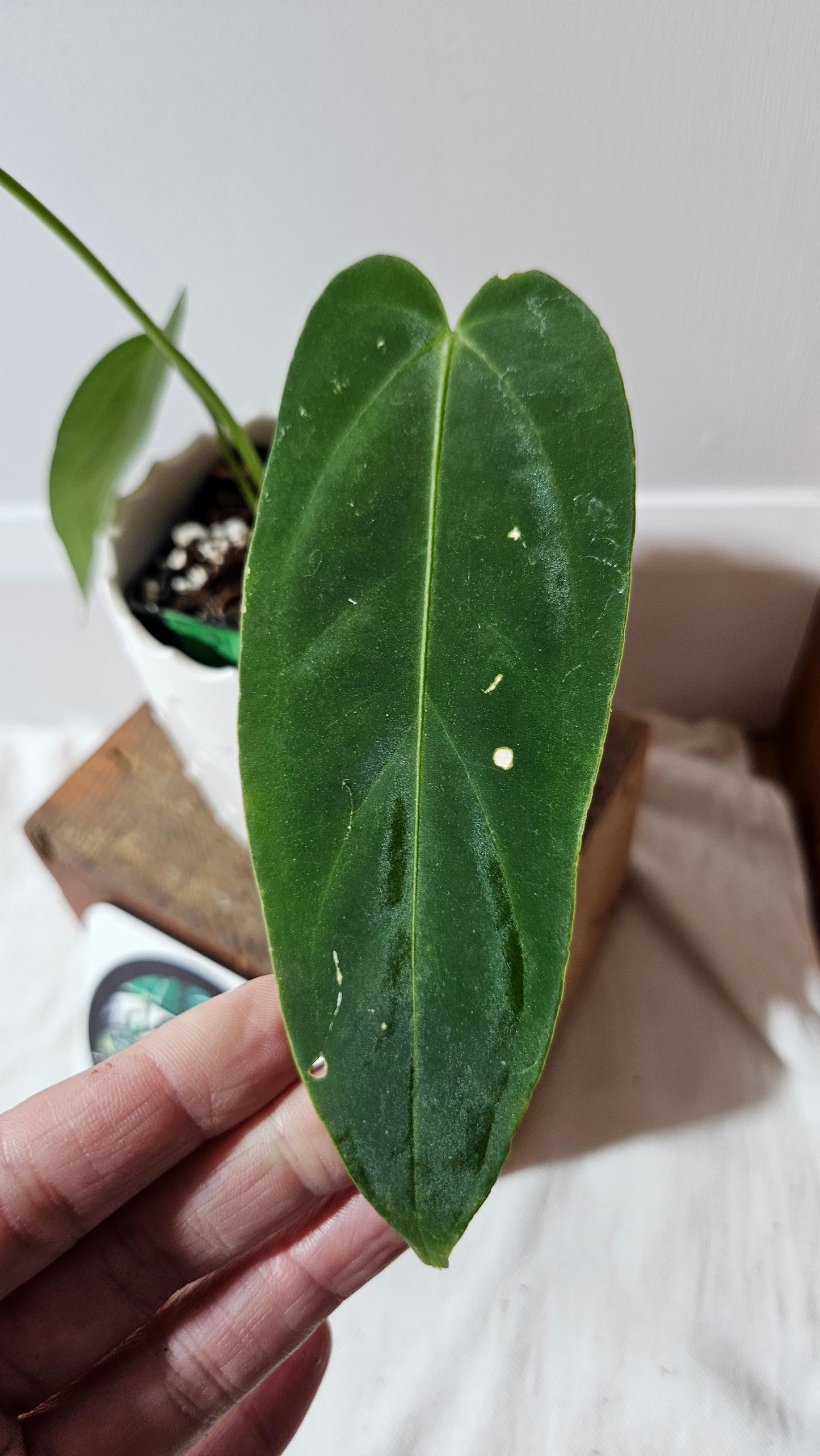 Anthurium Cirinoi X Forgetti "format PETIT" (ANT-435)