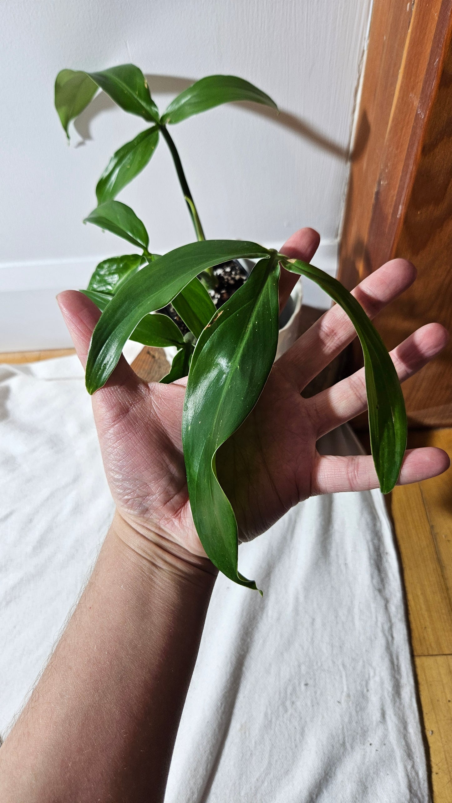 Philodendron Tripartitum (PHI-793)