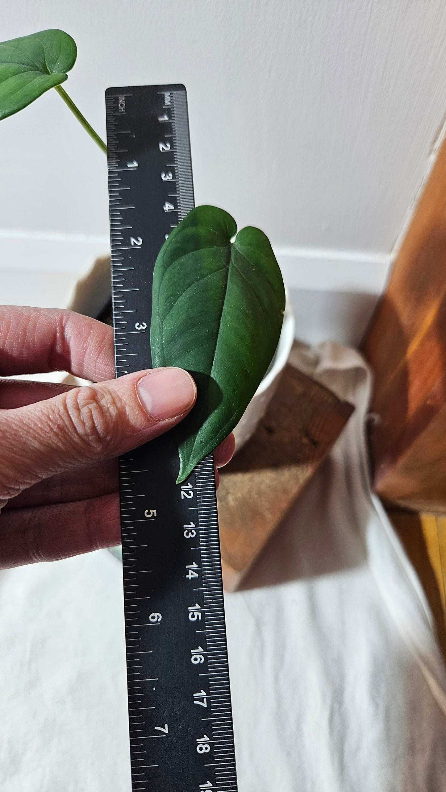 Syngonium Chiapense (SYN-363)