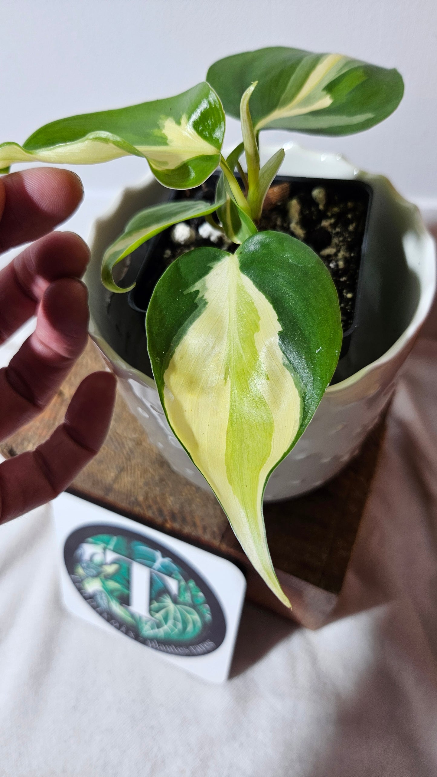 Philodendron Hederaceum Silver Stripe (PHI-738)