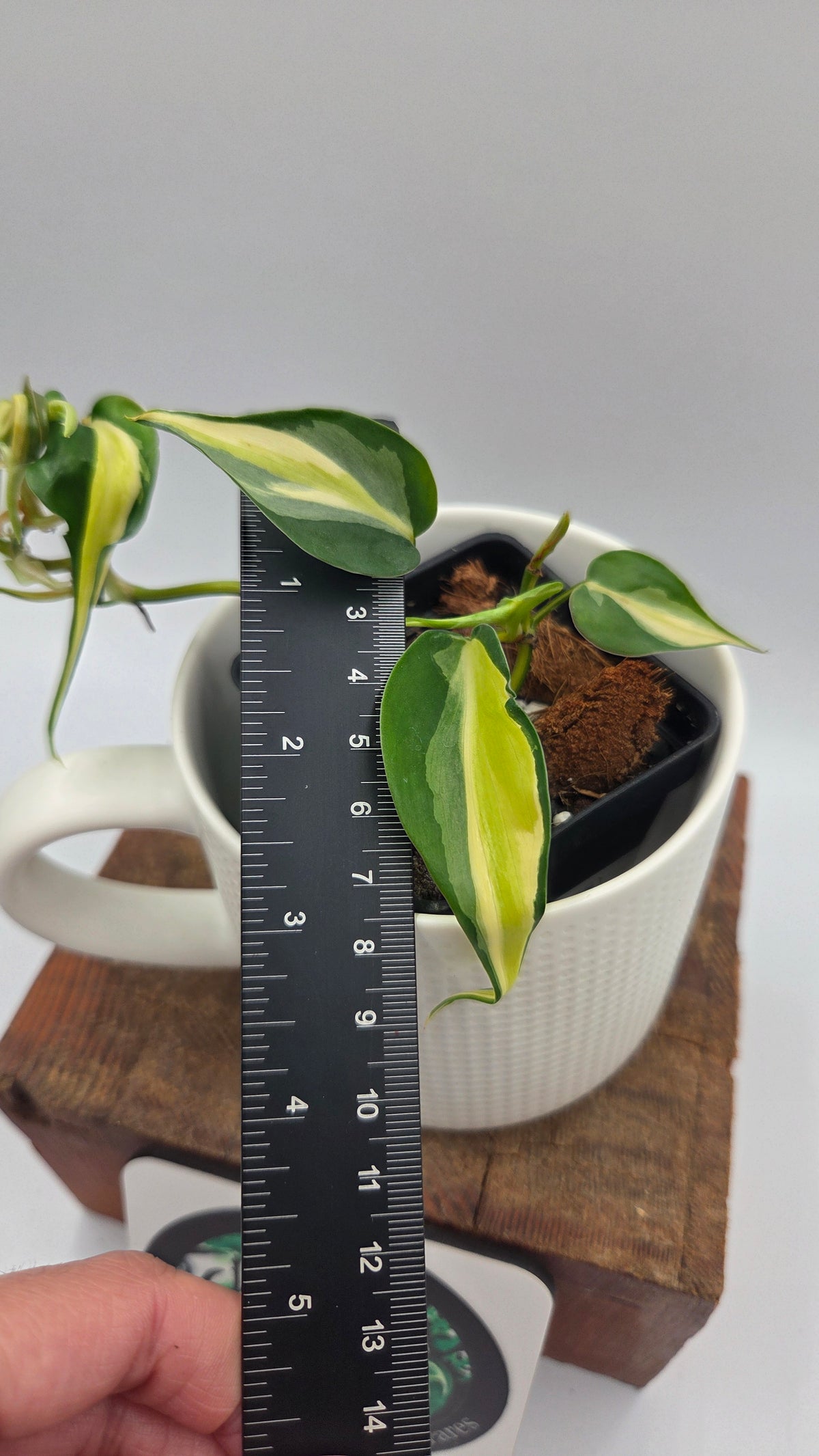 Philodendron Hederaceum Silver Stripe (PHI-1104)