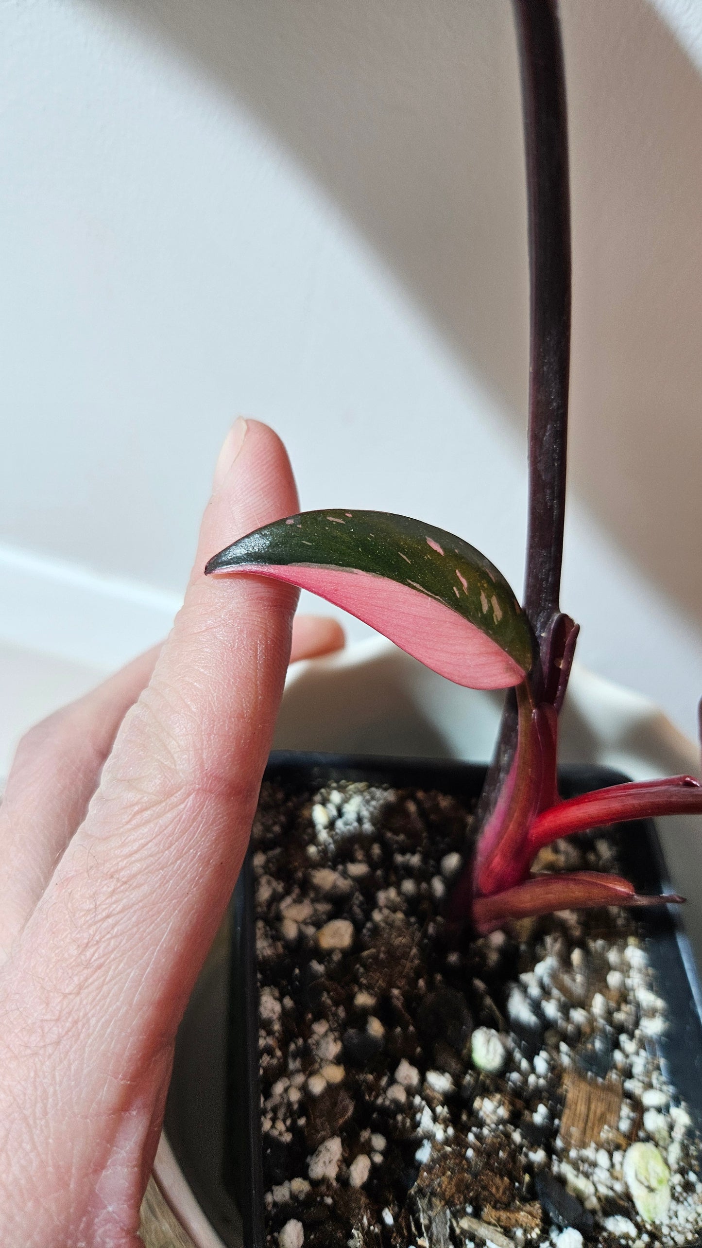 Philodendron Black Cherry (PHI-710)