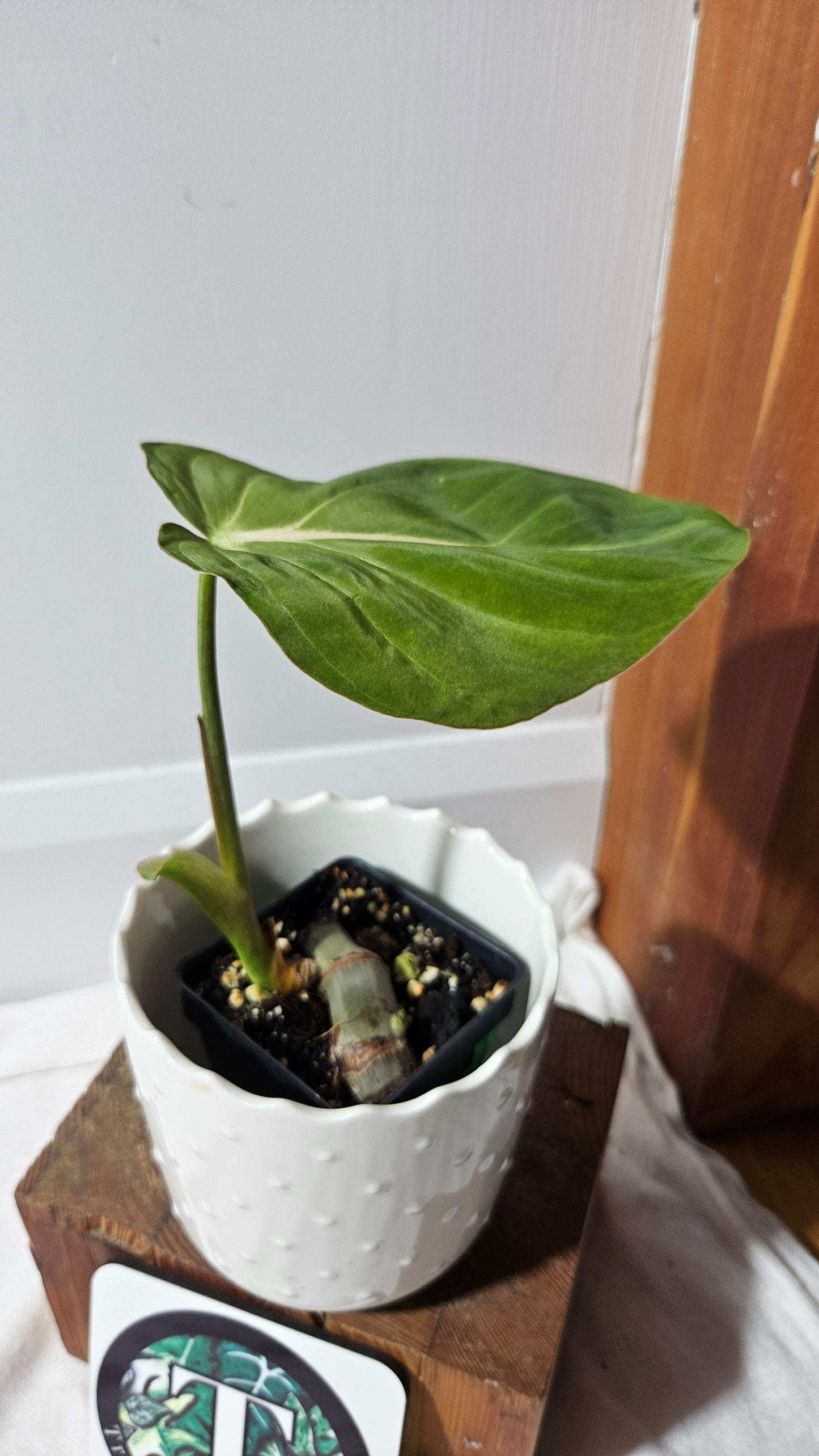 Philodendron Gloriosum x Plowmanii (PHI-815)