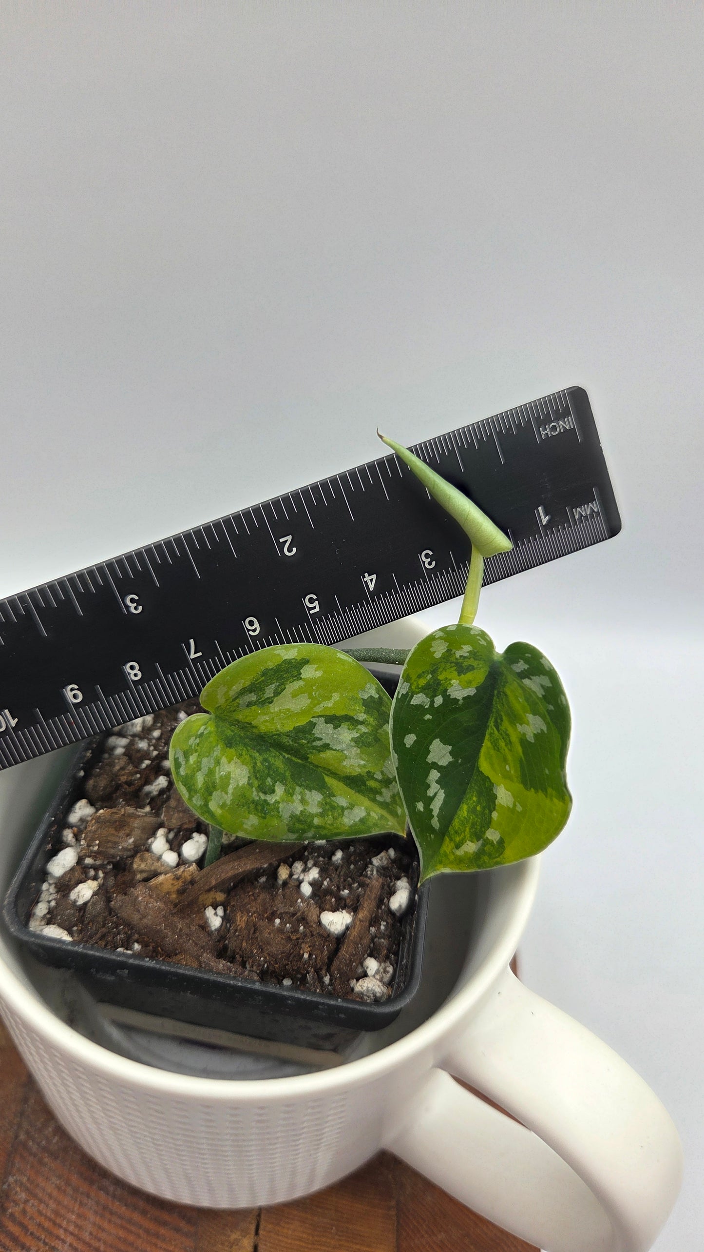 Scindapsus Sentarum (SCI-728)