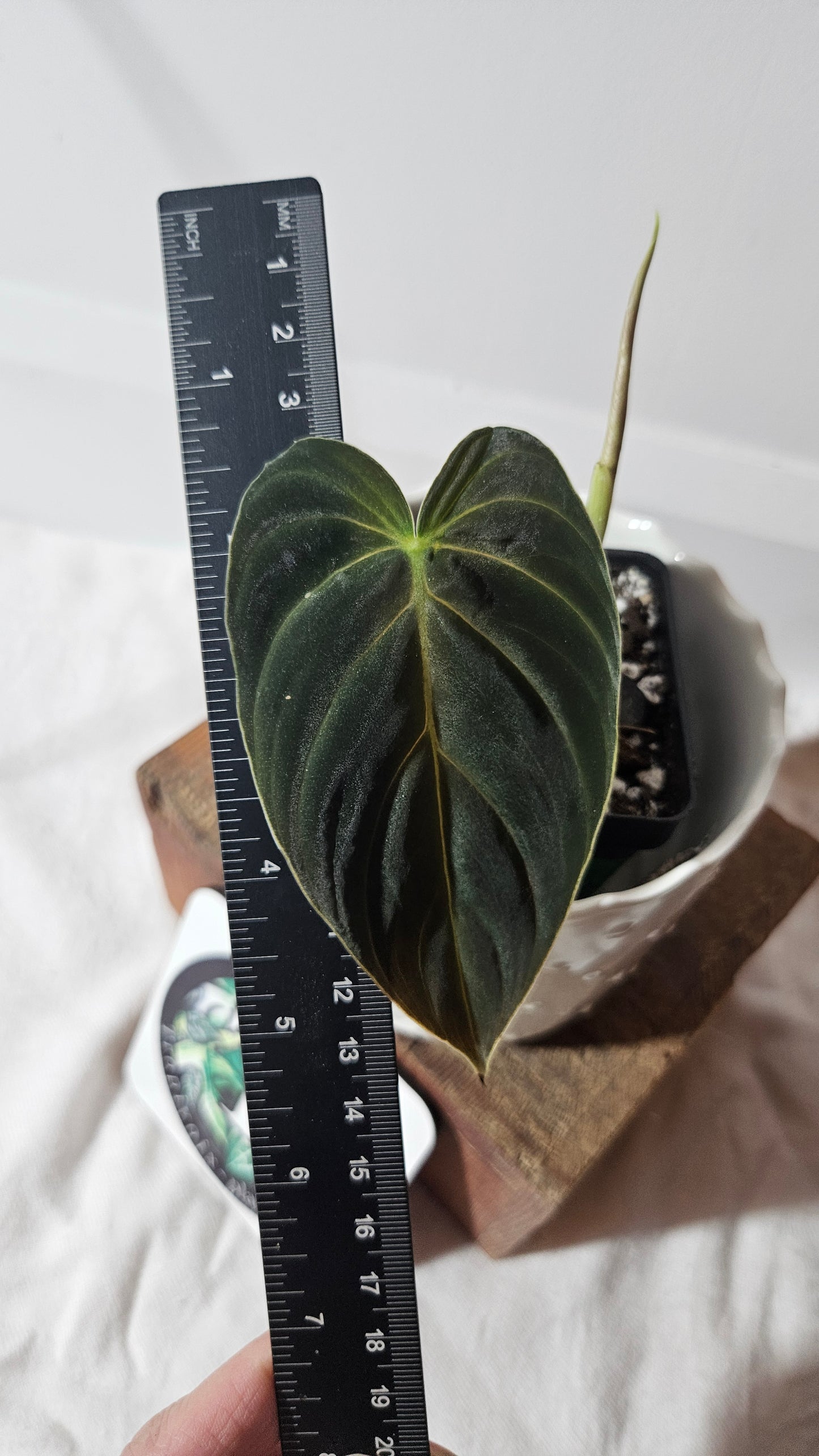 Philodendron Splendide (PHI-798)