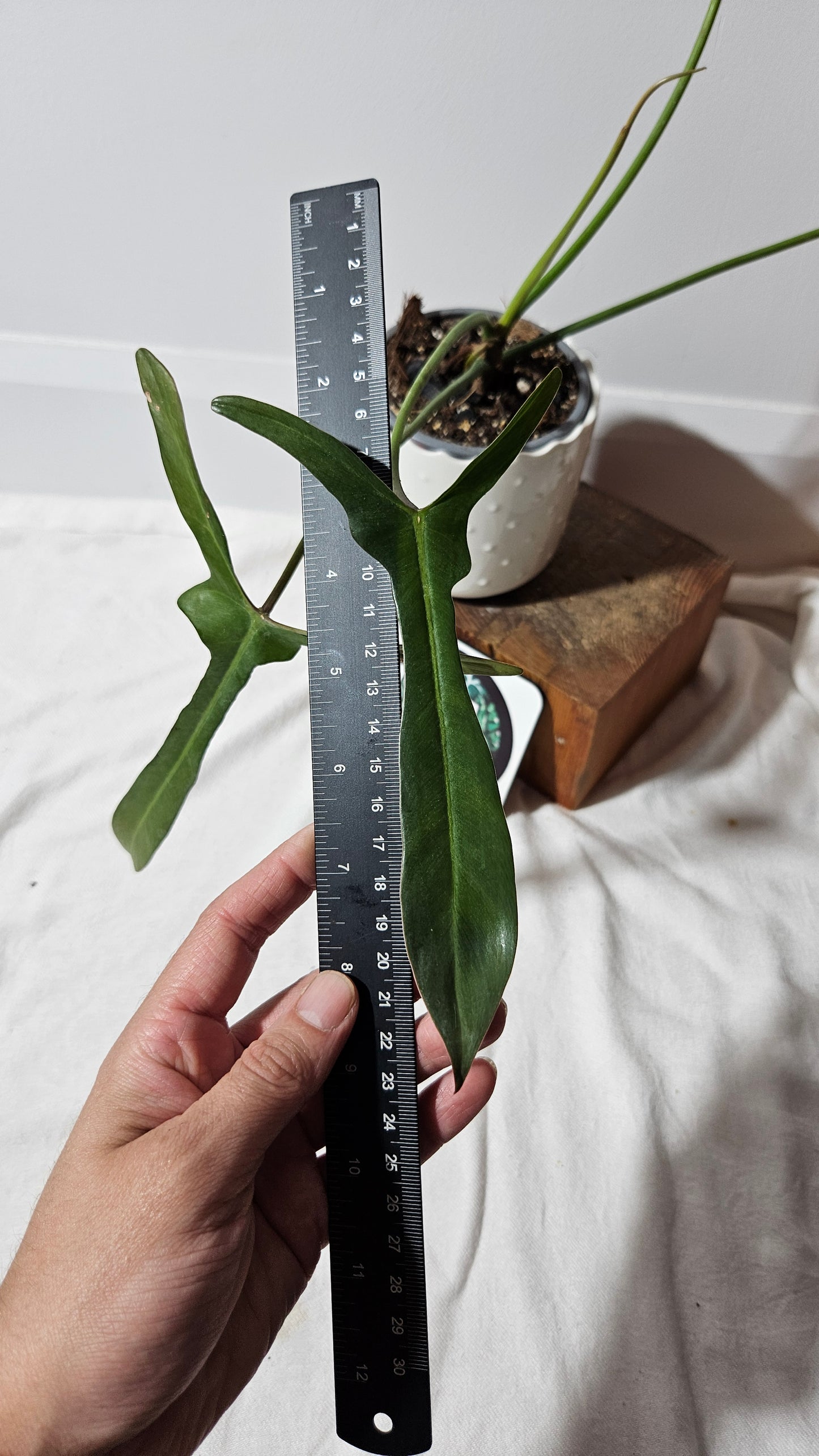 Philodendron Longilobatum (PHI-856)