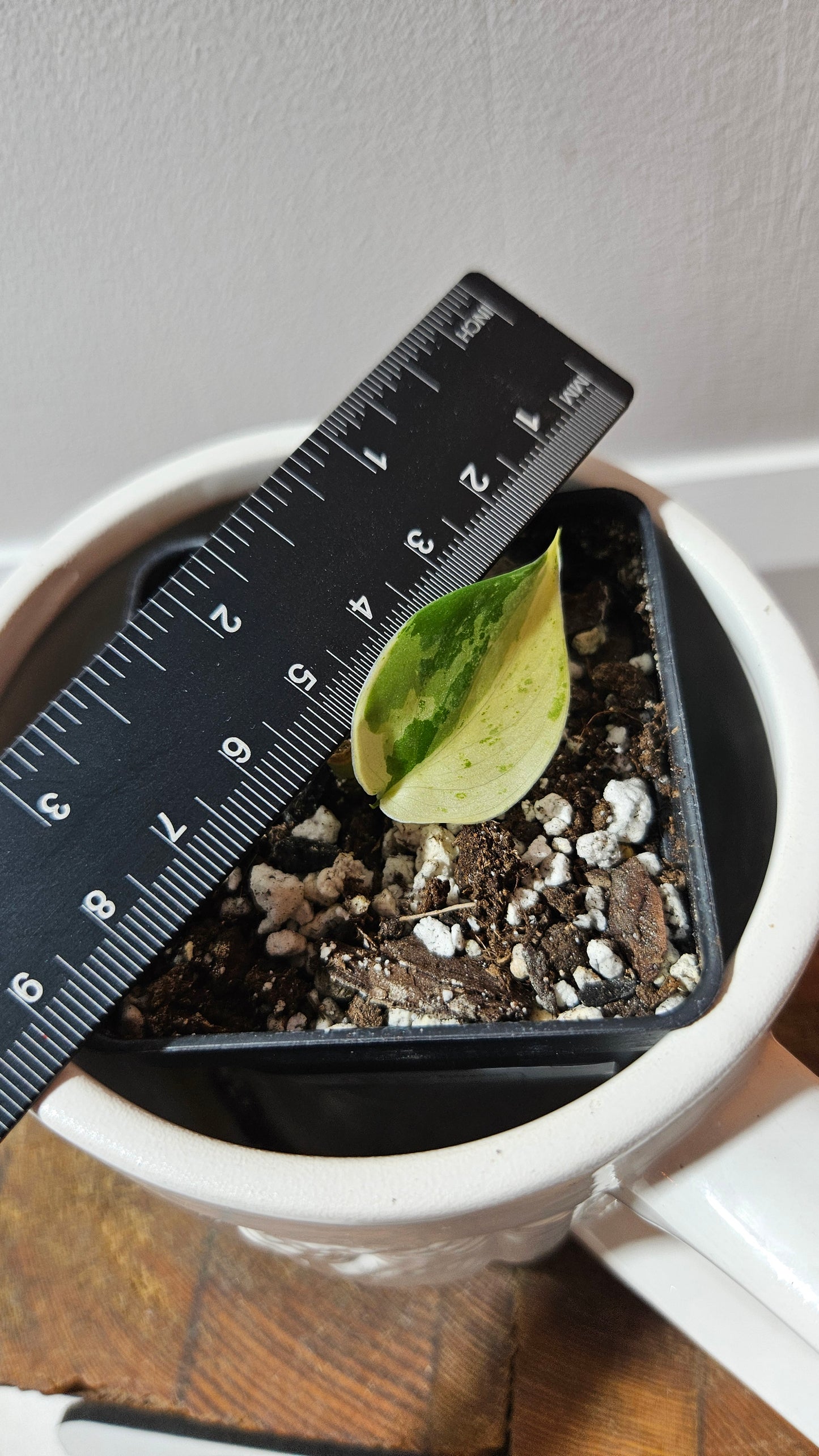 Scindapsus Salamount (SCI-665)