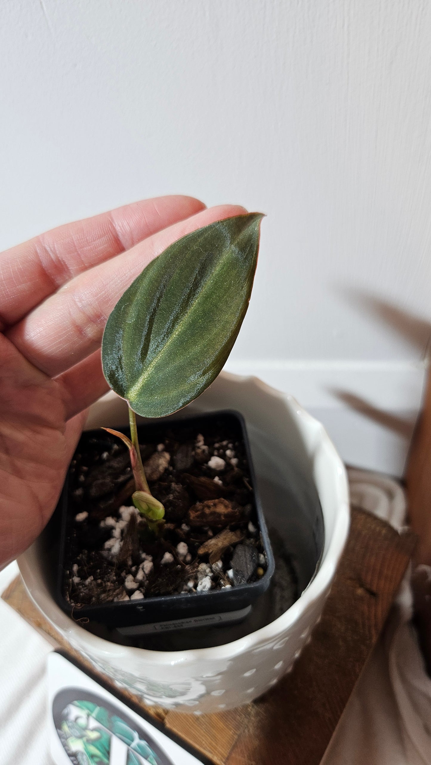 Philodendron Glorious (PHI-834)