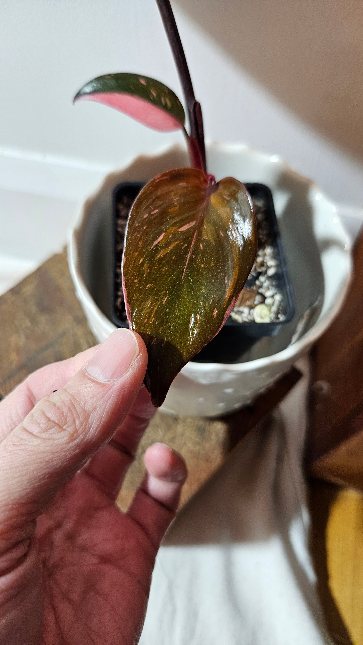 Philodendron Black Cherry (PHI-710)