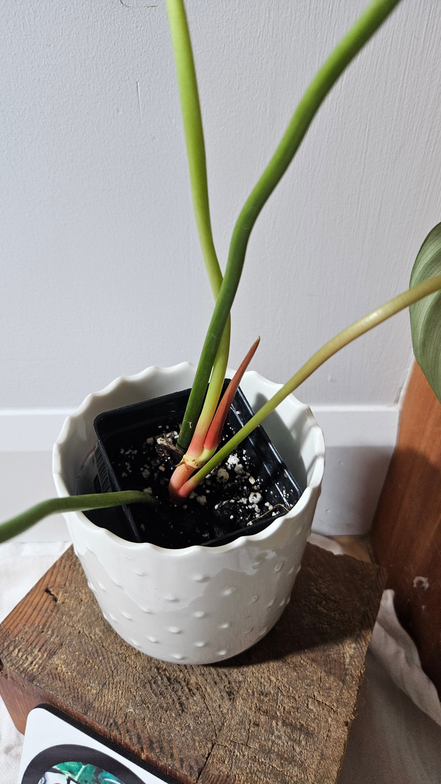 Philodendron Célébration/(Rubrijuvenile X Pastazanum) (PHI-929)