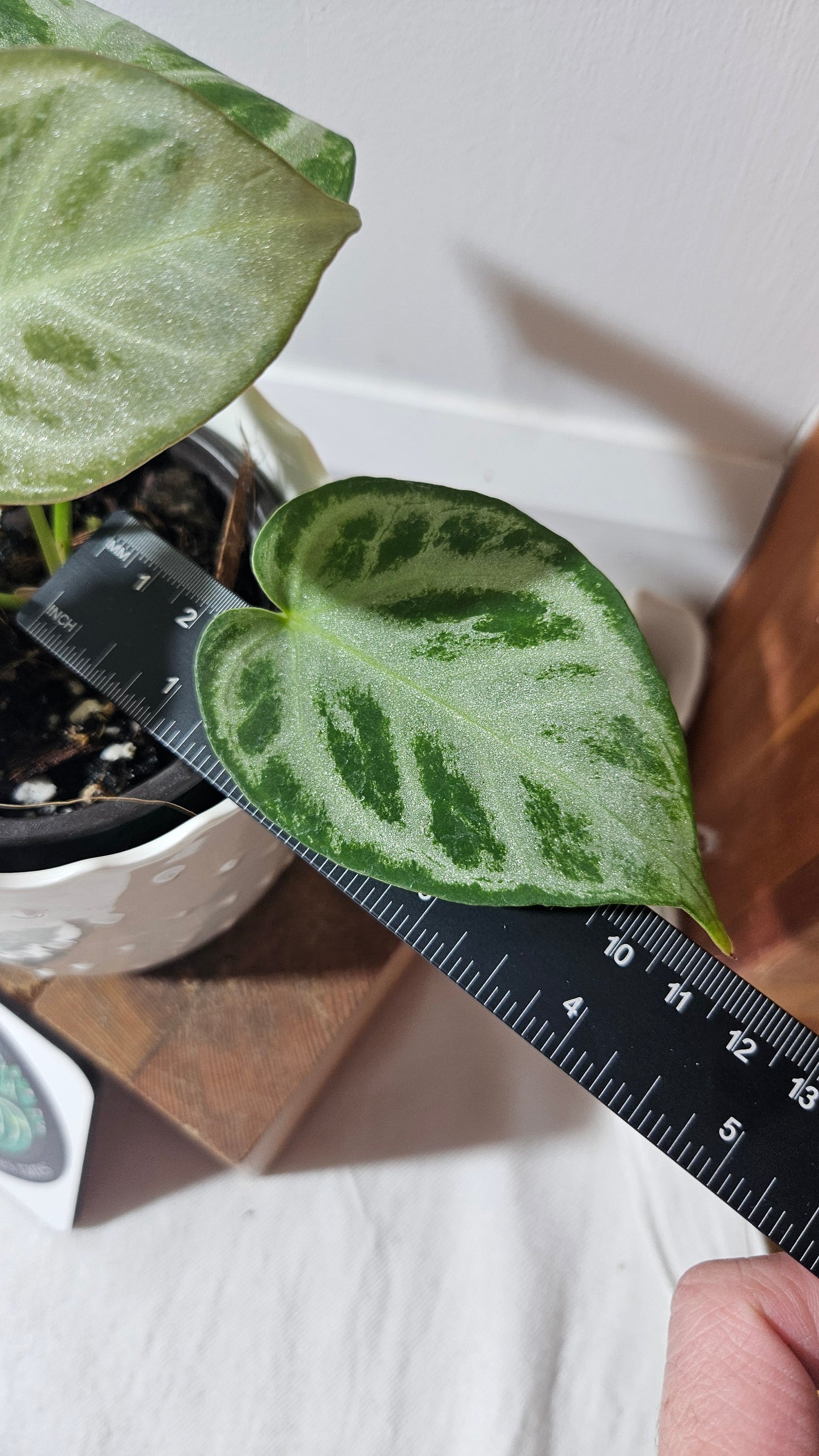 Anthurium Silver Blush Chrome (ANT-304)