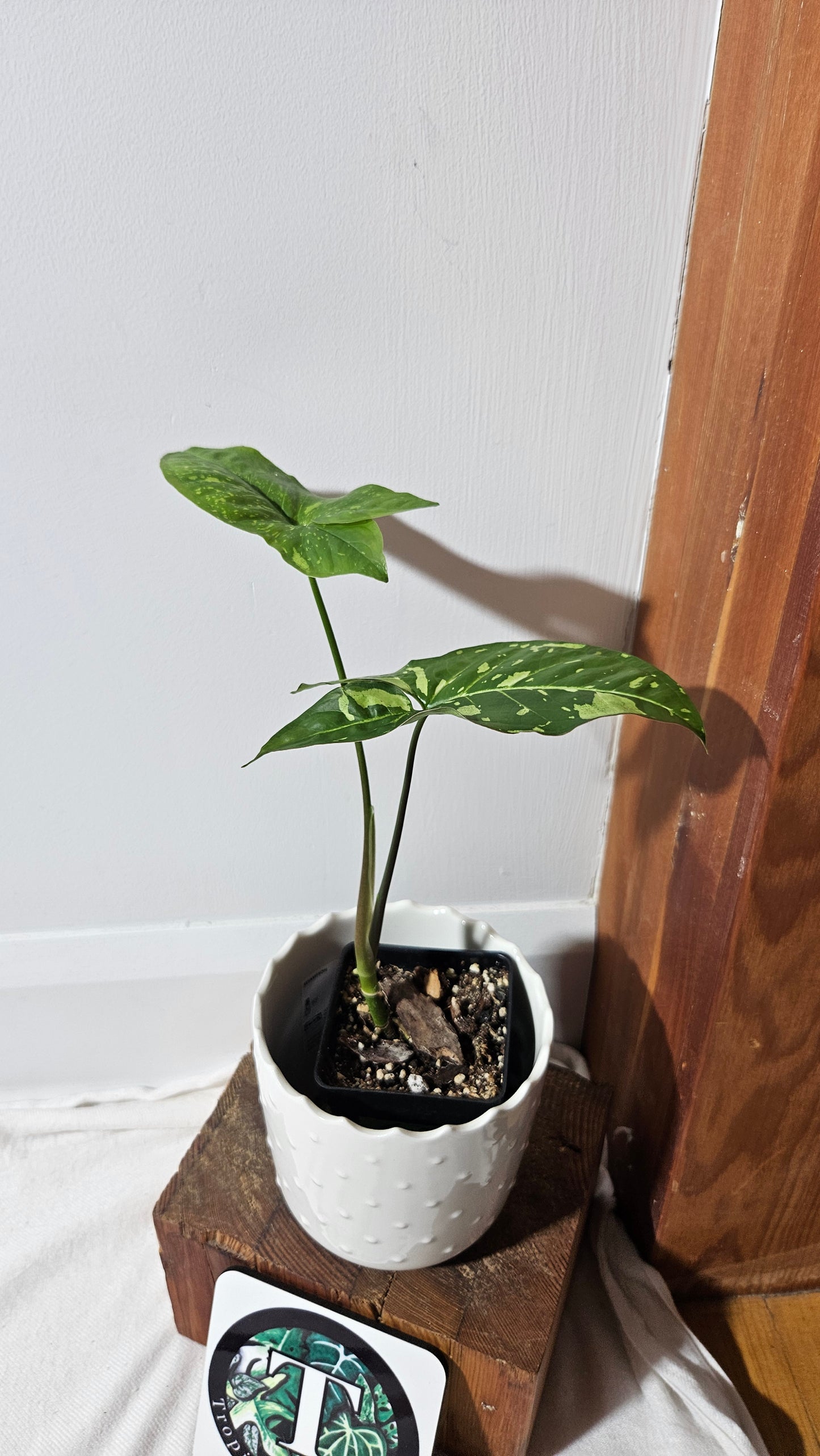 Syngonium Panda/Indo (SYN-448)