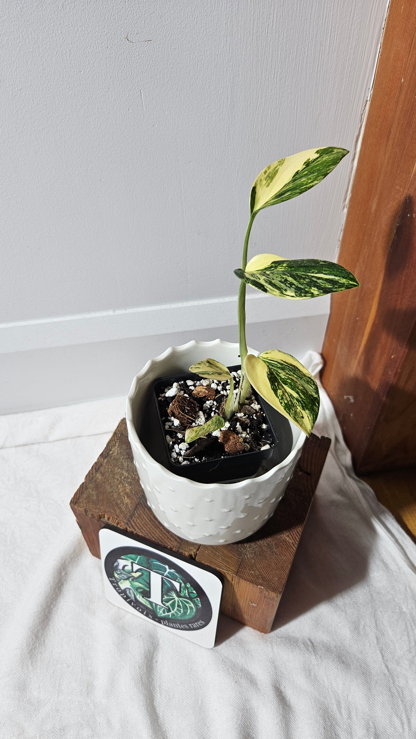 Monstera Standleyana Aurea (MON-411)