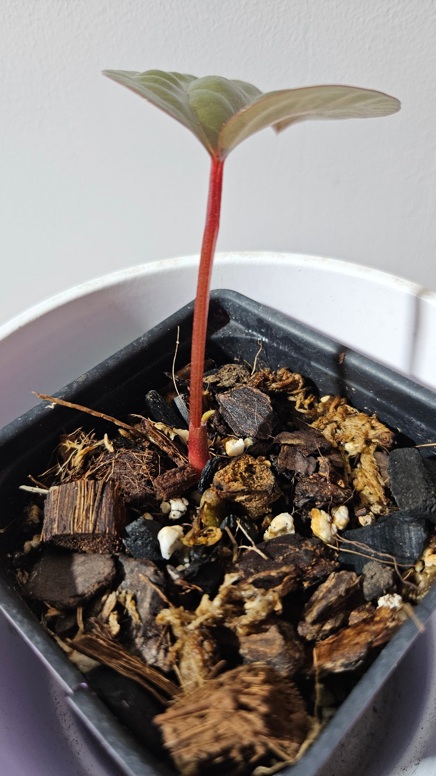 Anthurium Radican "format PETIT" (ANT-500)