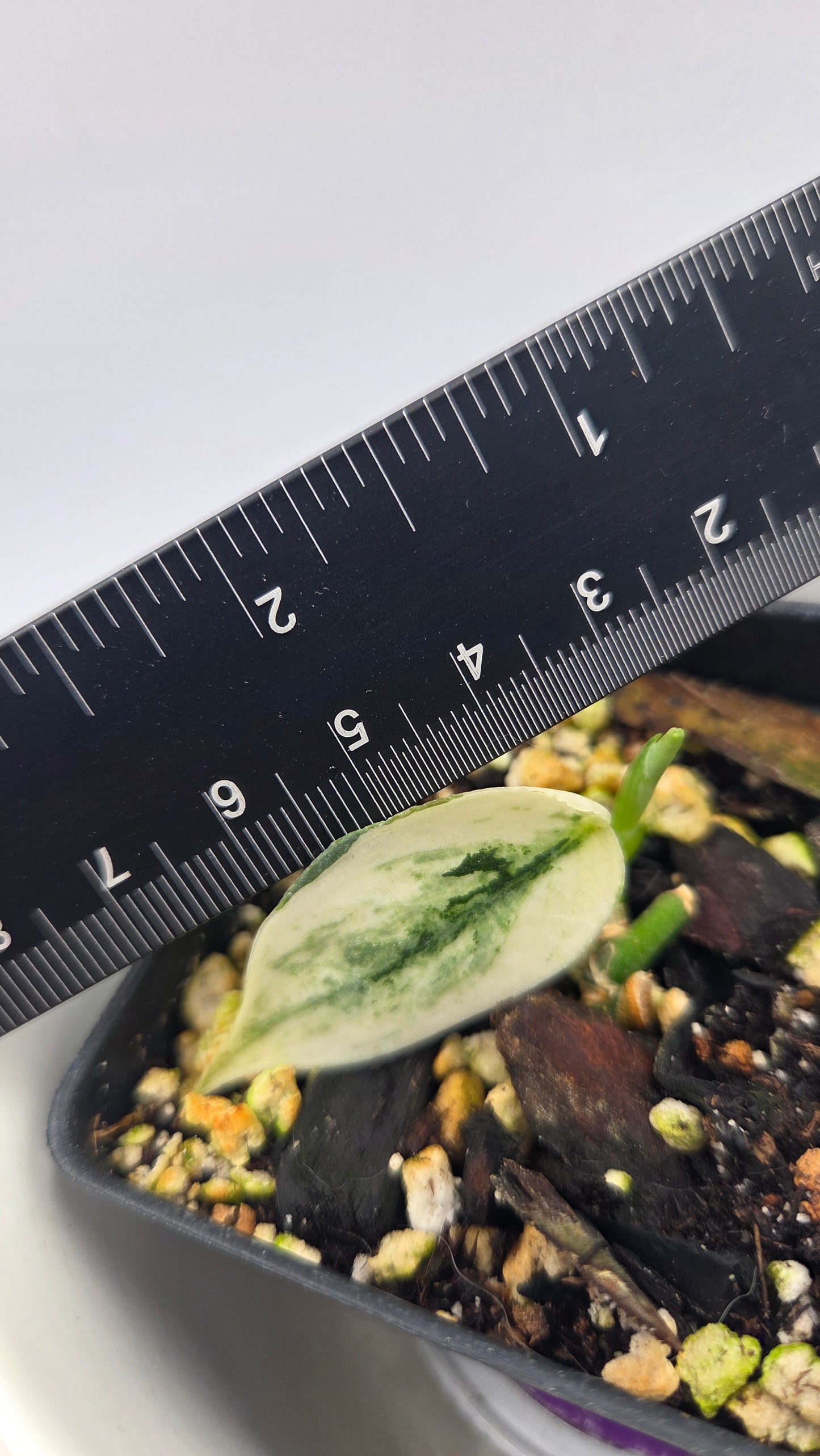 Scindapsus Mayari (SCI-598)