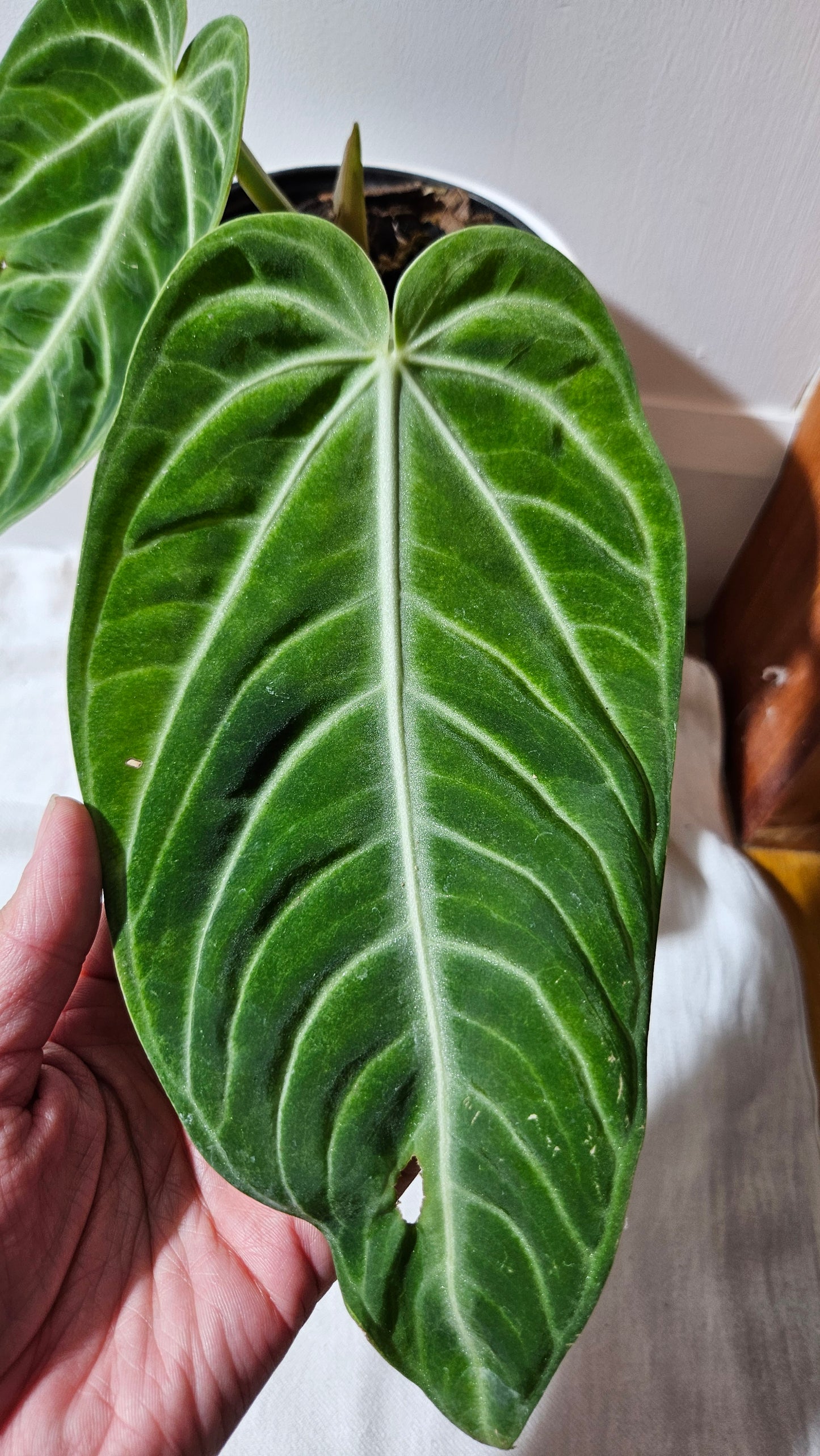 Anthurium Villenaorum Green "LARGE format" (ANT-245)