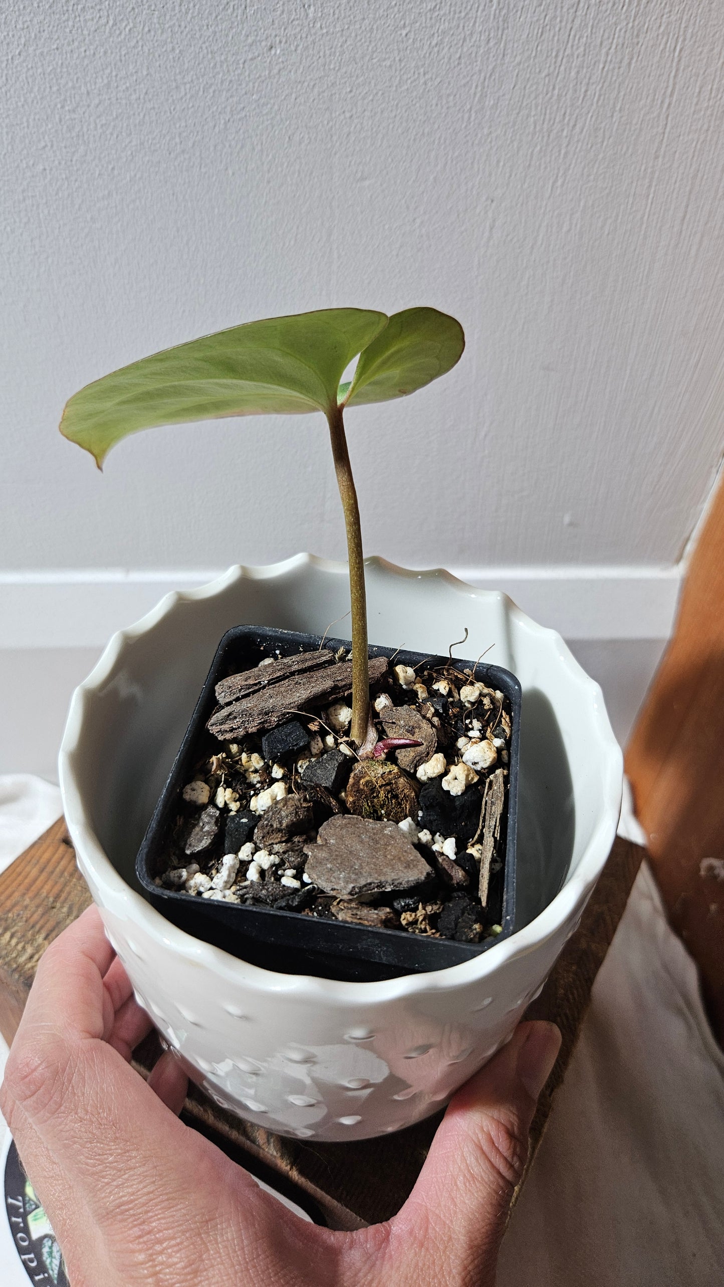 Anthurium Besseae Aff "Format PETIT" (ANT-441)