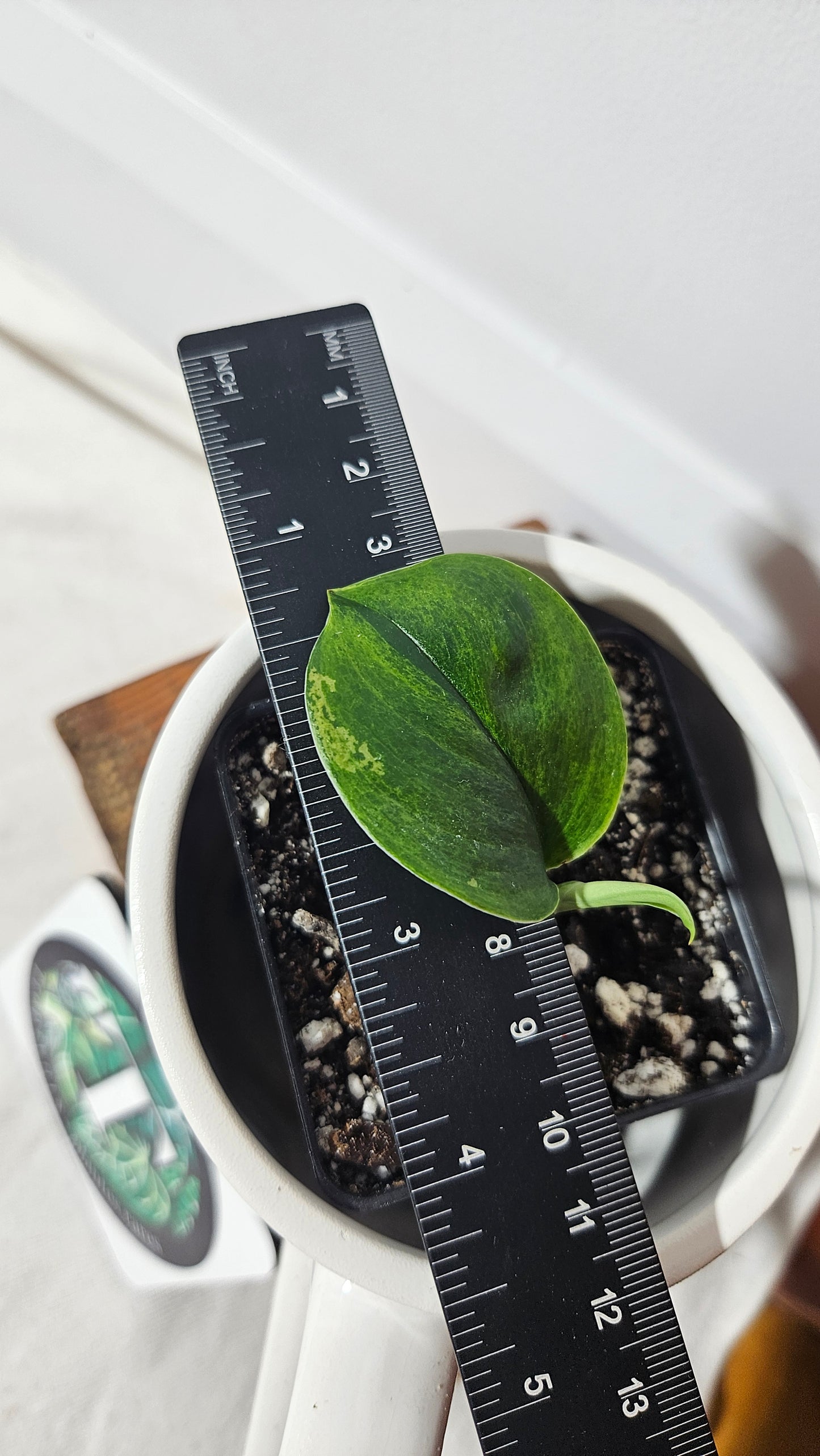 Scindapsus Treubii Moonlight "Green on green" (SCI-853)