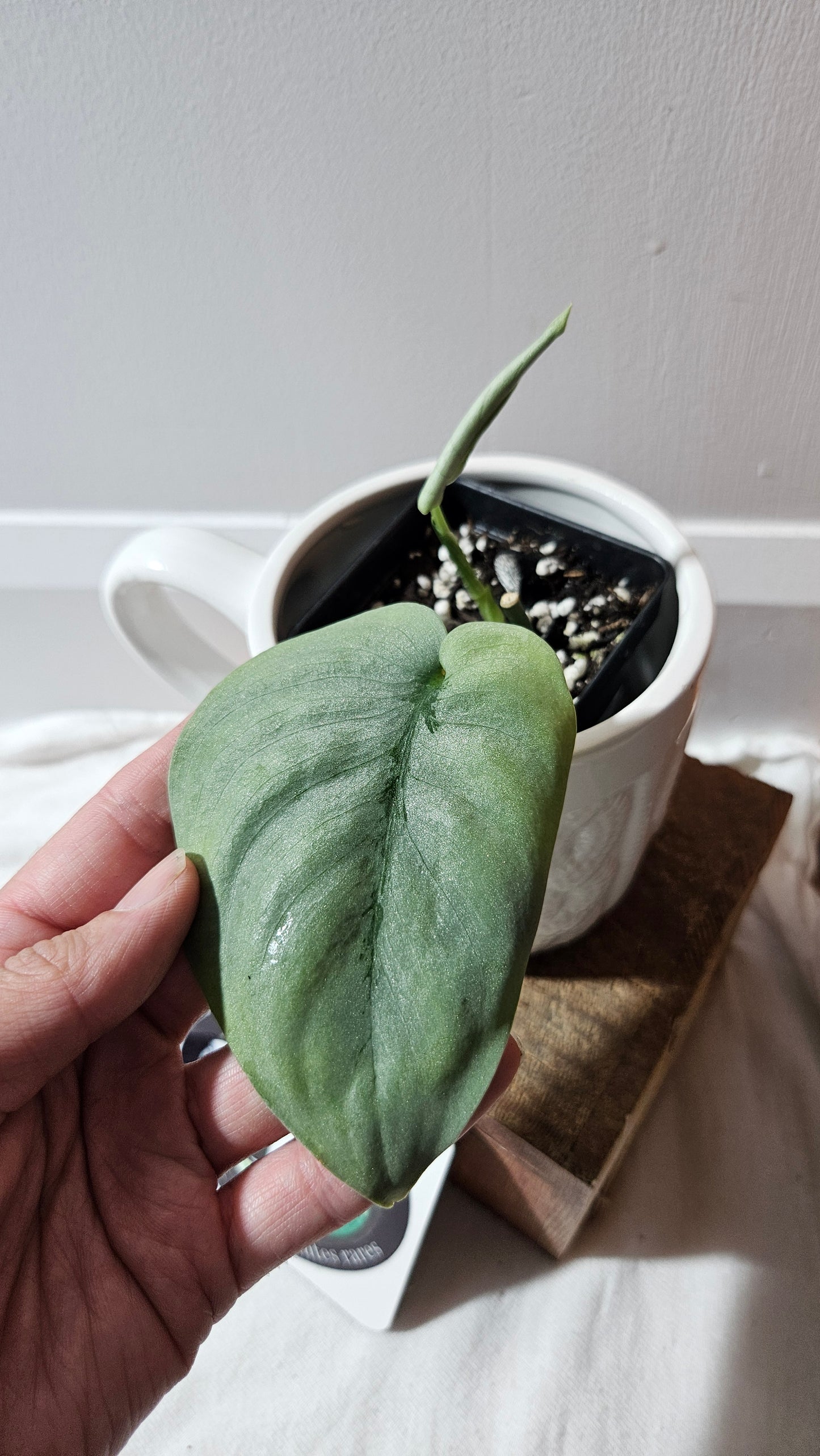 Scindapsus Platinum (SCI-1144)
