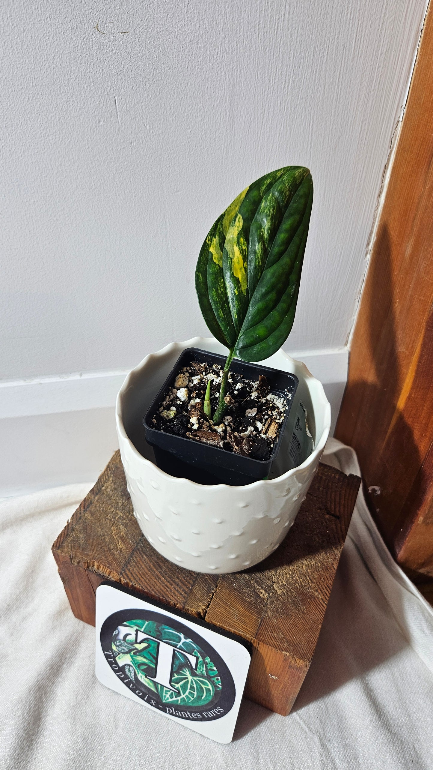 Monstera Karstenianum/Peru Variegata (MON-371)