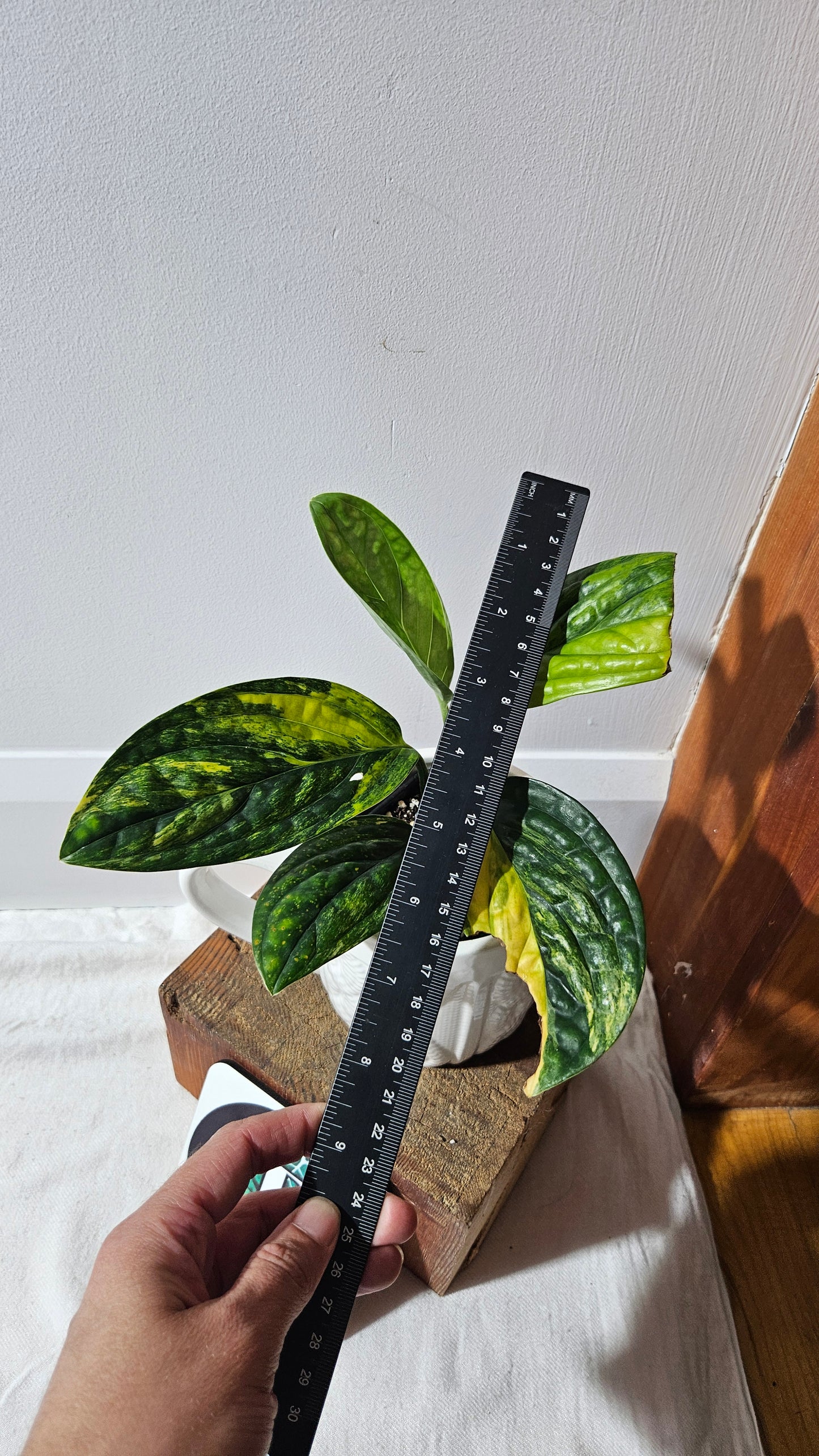 Monstera Karstenianum/Peru Variegata (MON-464)