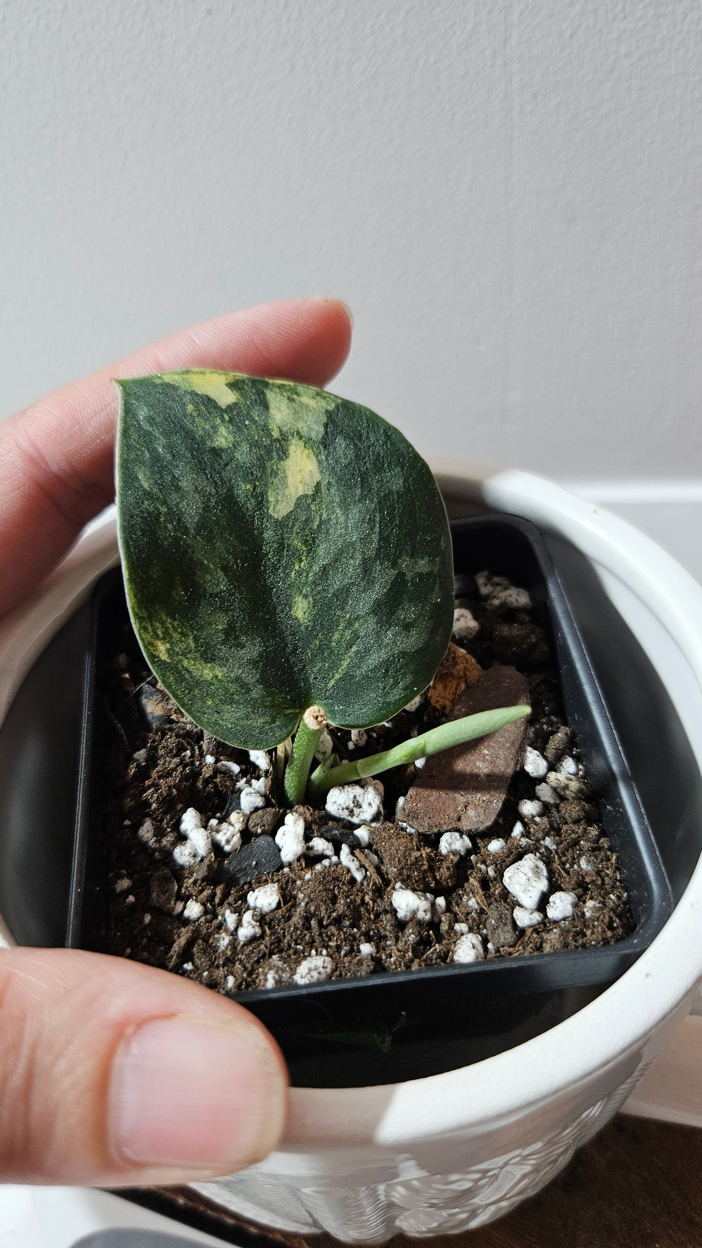 Scindapsus Green Diamond (SCI-1261)
