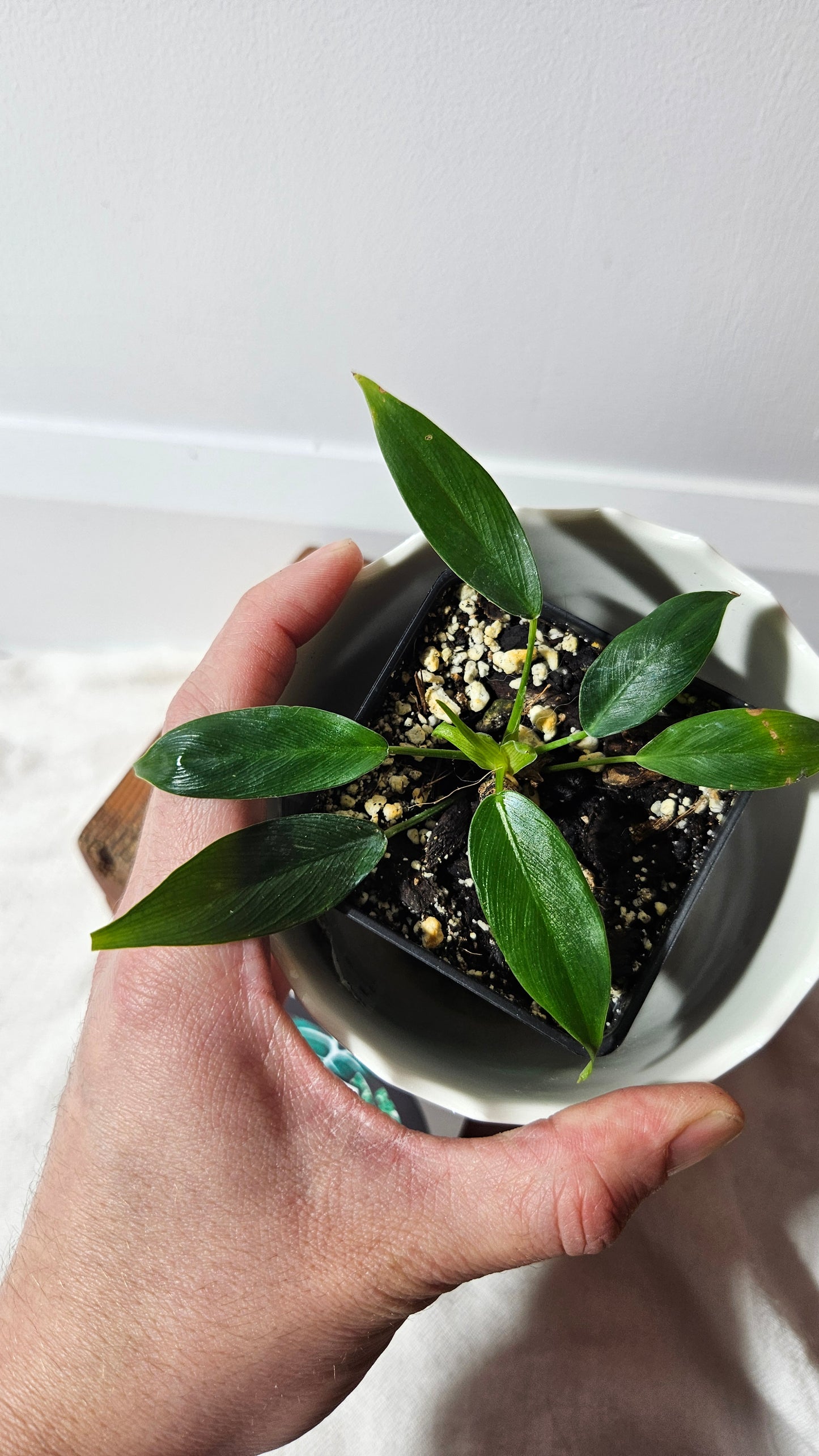 Philodendron Patriciae (PHI-748)