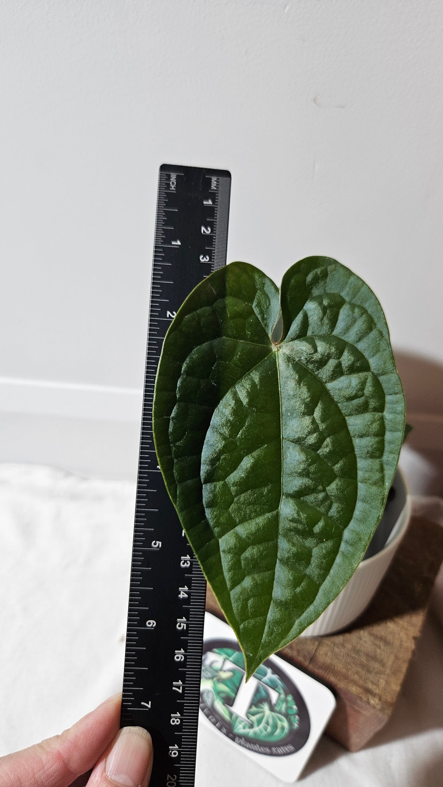Anthurium Magnificum X AOS X Luxurians "format MOYEN" (ANT-636)