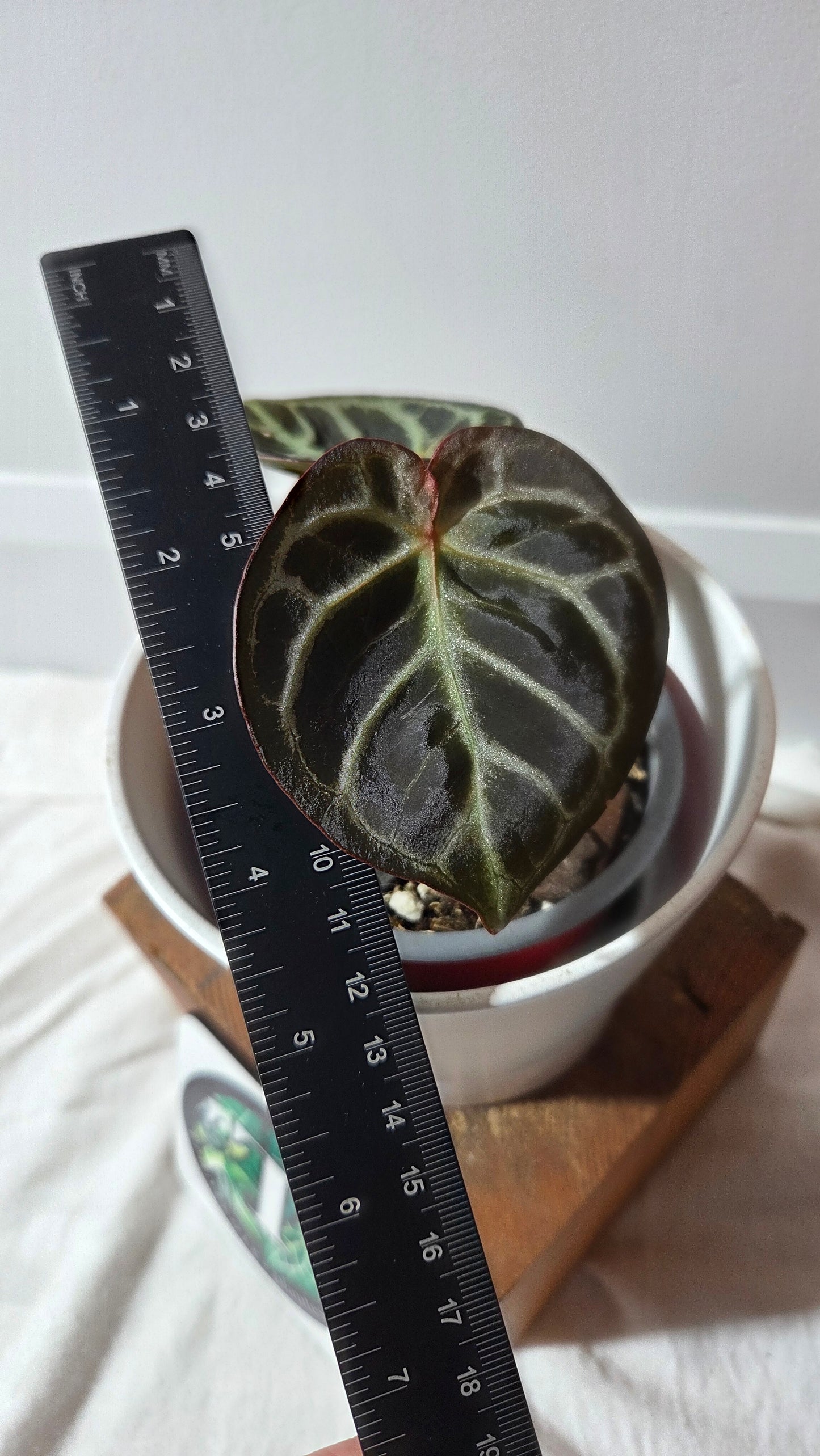 Anthurium Dorayaki Silver Dark "format PETIT"( ANT-648)