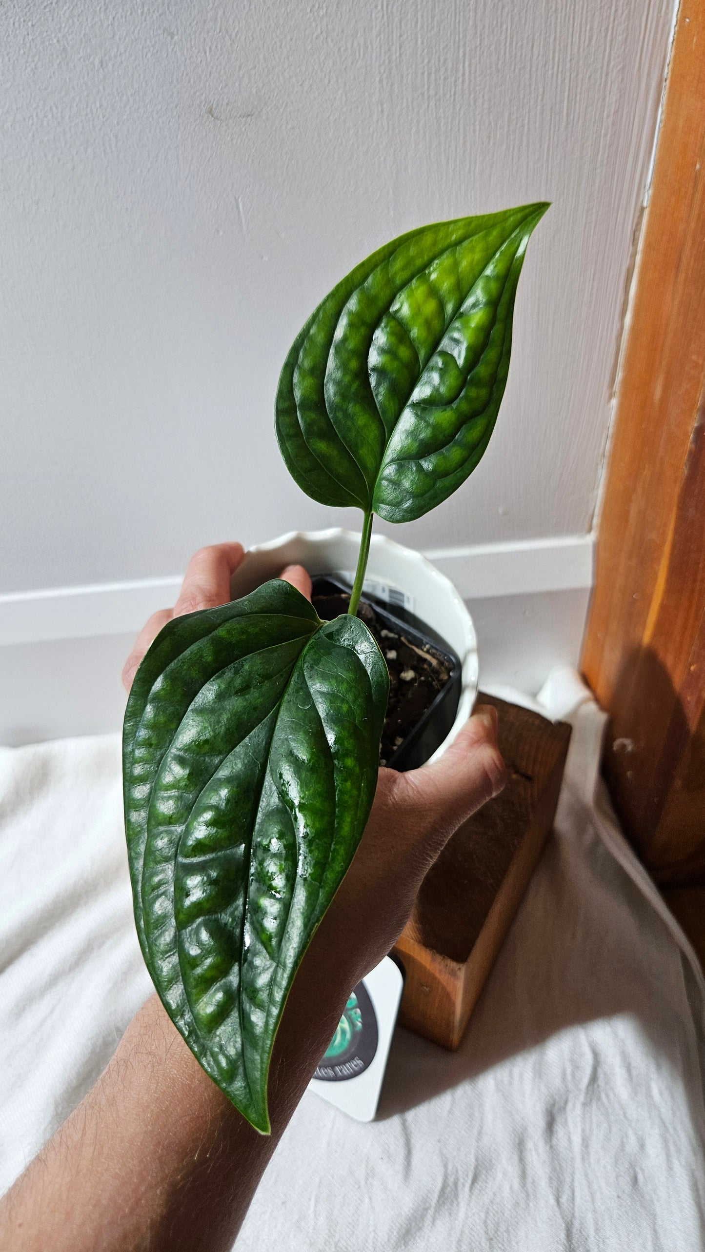 Monstera Obliqua Aff Black Strypes (MON-426)