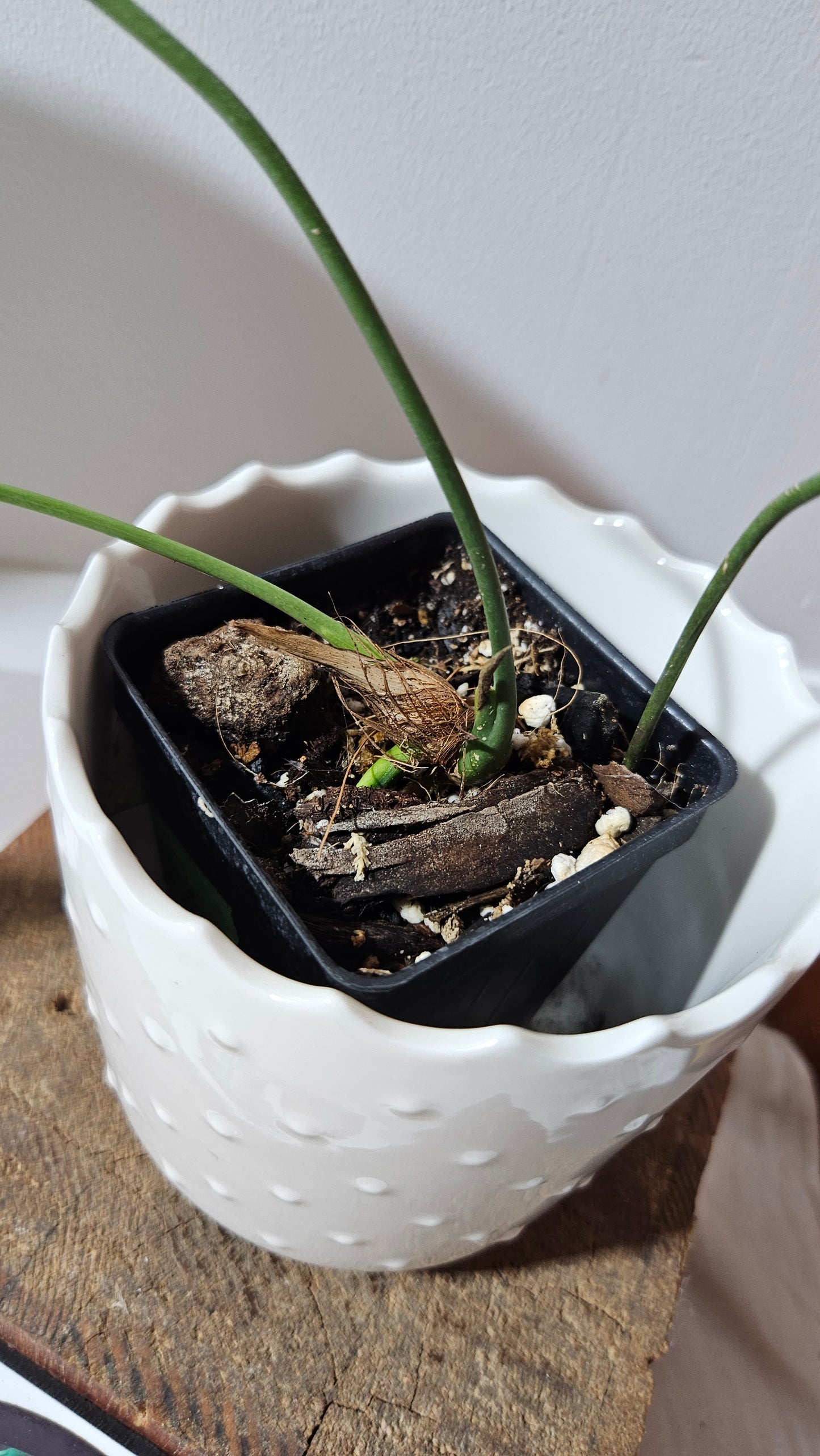 Anthurium Wendlingeri Aff Esmeraldas "format MOYEN/LARGE" (ANT-534)