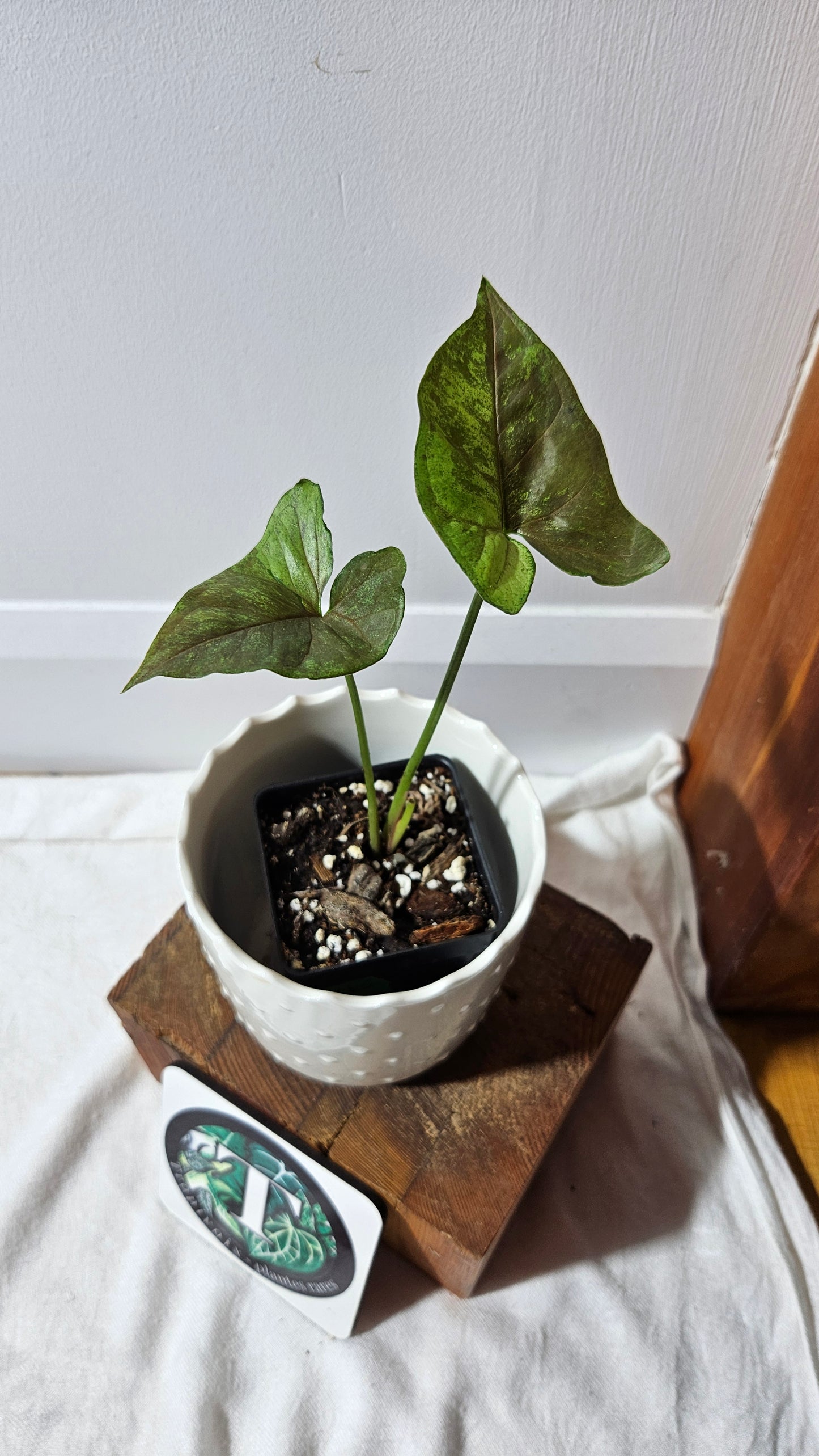 Syngonium Matcha Sprinkle (SYN-430)