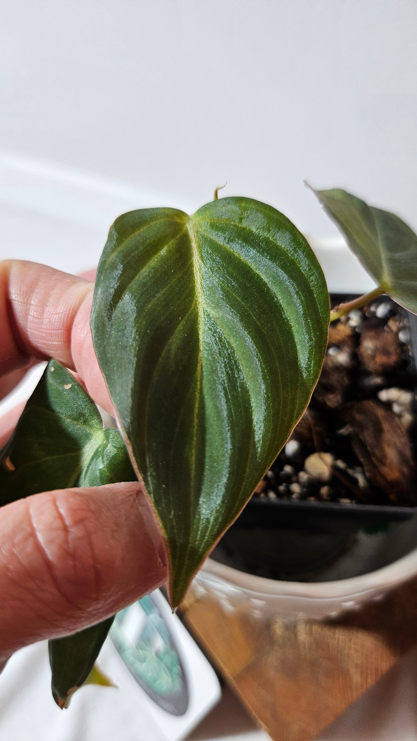 Philodendron Glorious (PHI-836)