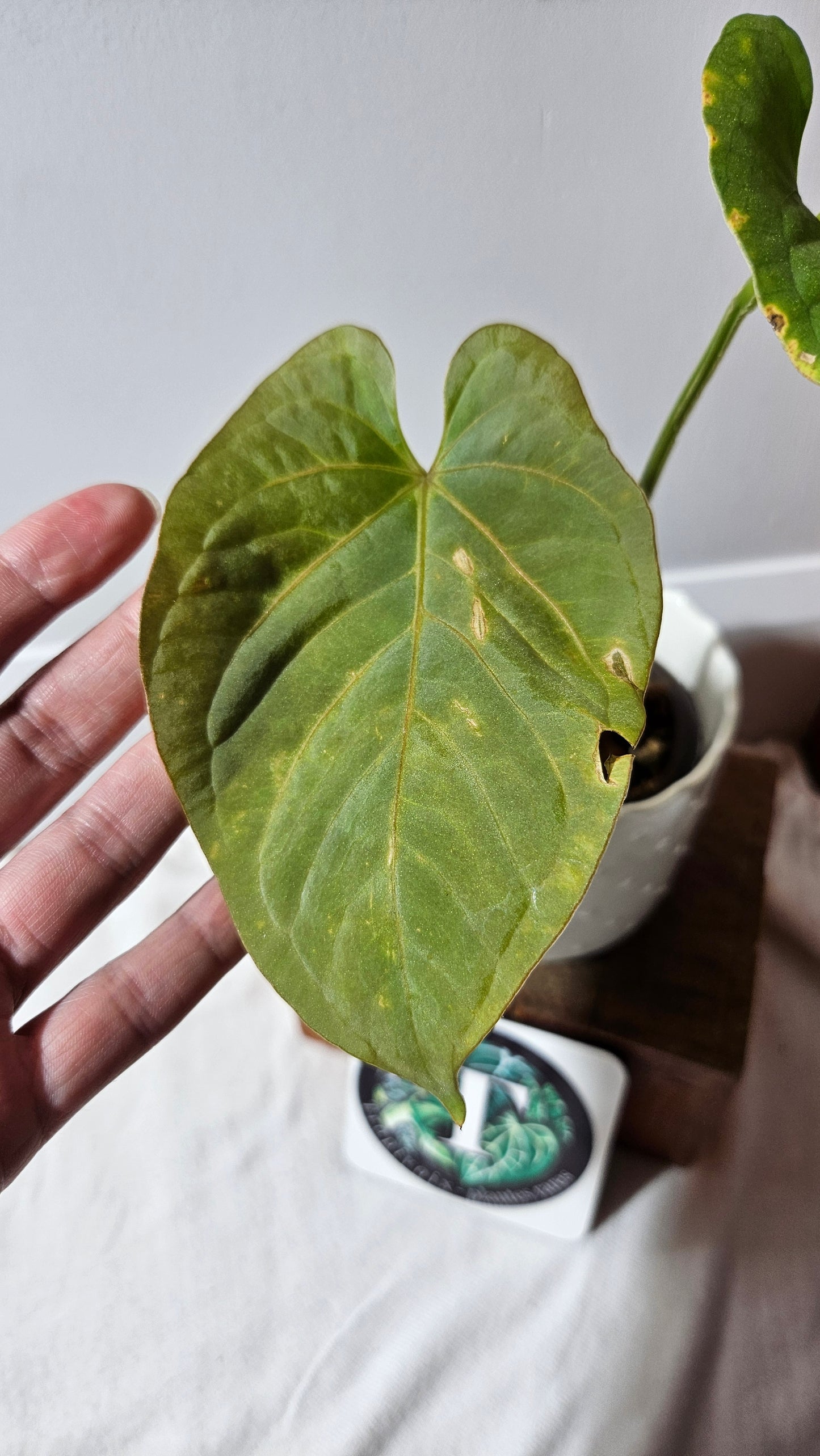 Anthurium Kunayalense "format MOYEN" (ANT-454)