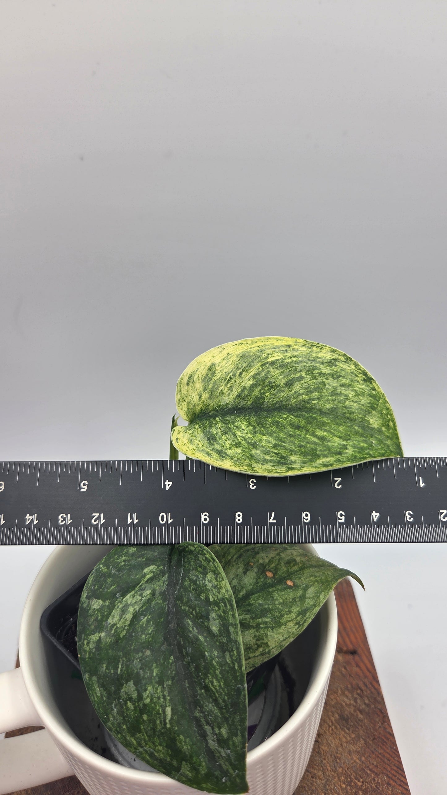 Scindapsus Silver Satin albo (SCI-1373)